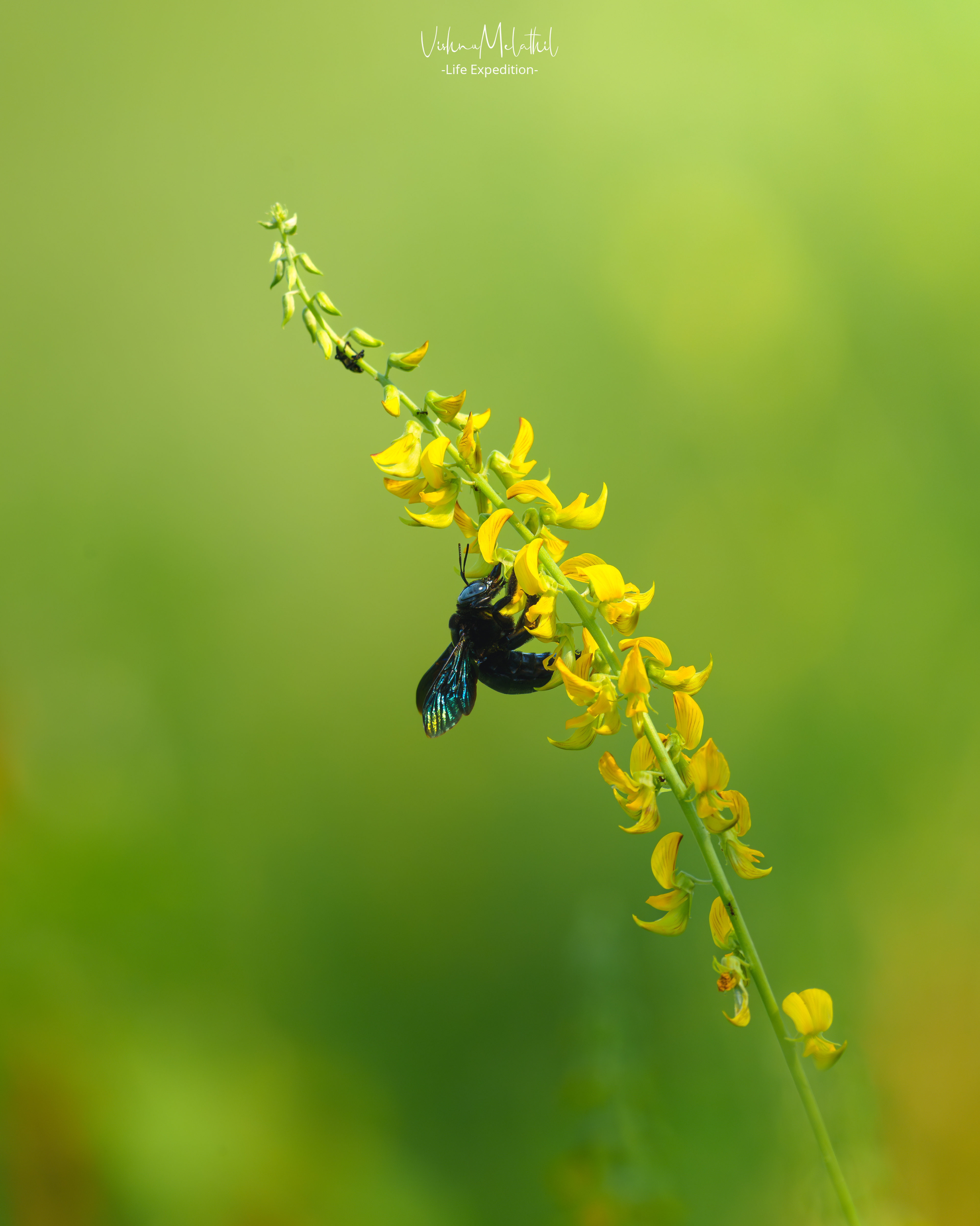 Large Carpenter Bee from Kerala