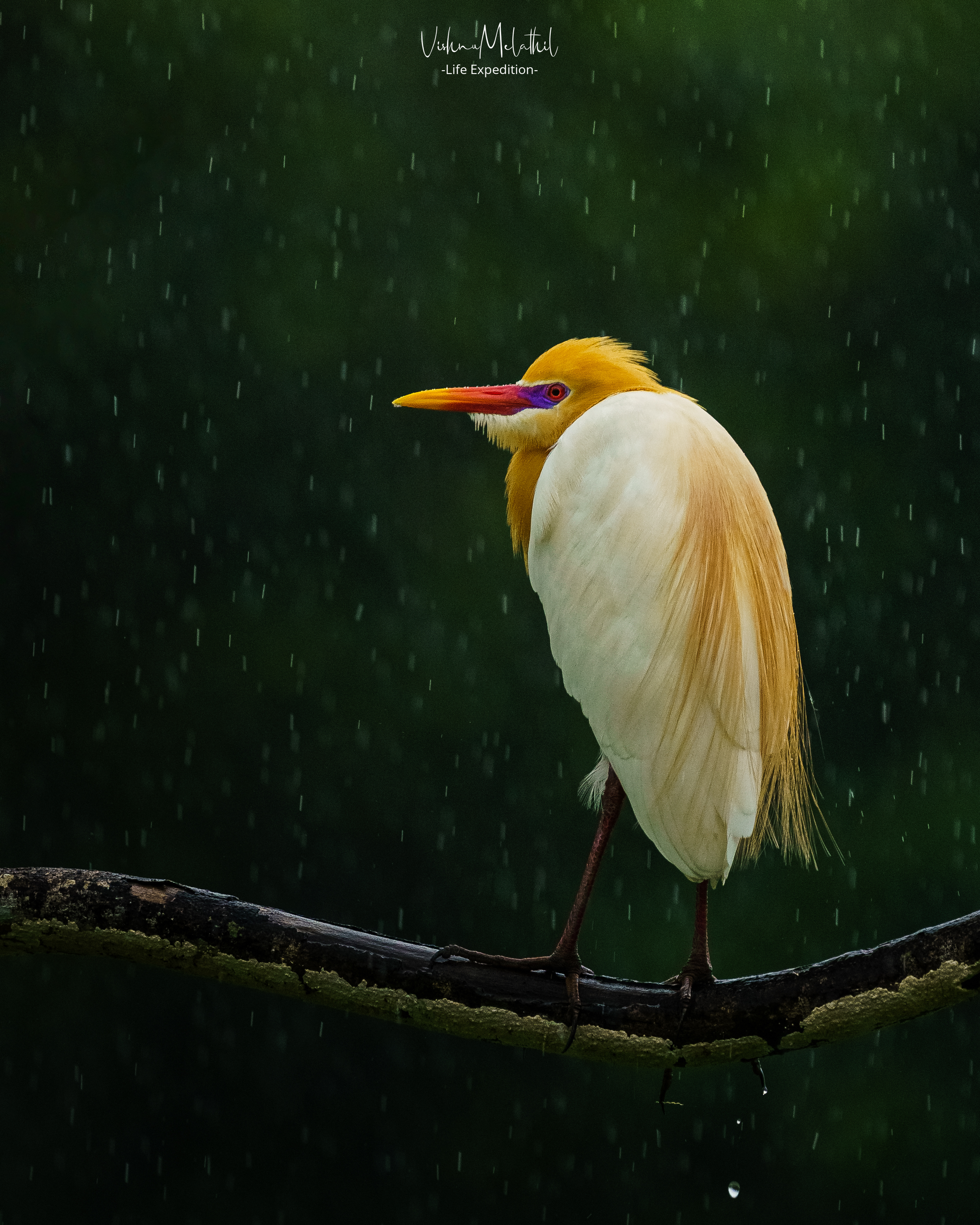 Cattle Egret breeding plumage