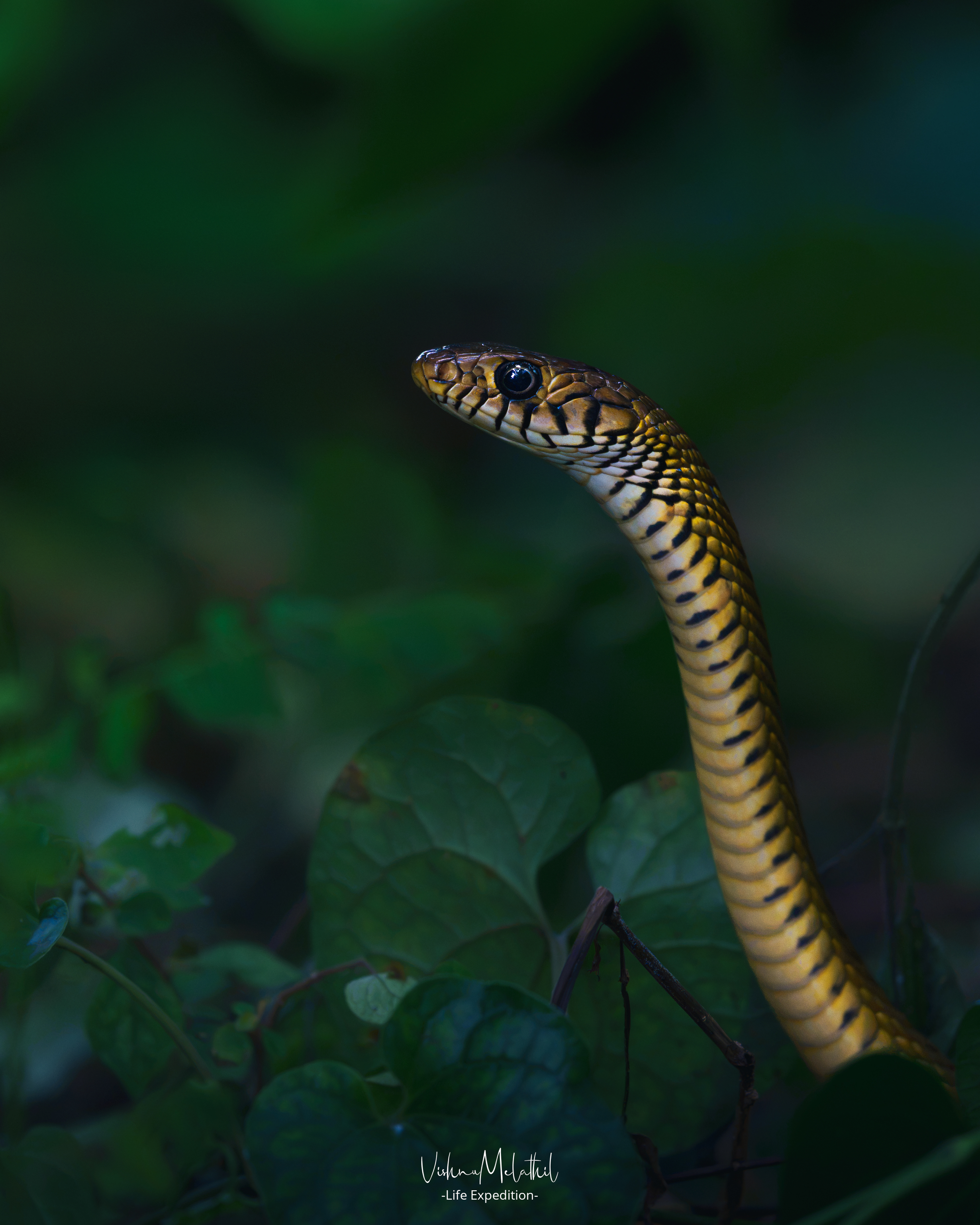Indian Rat Snake from Kerala