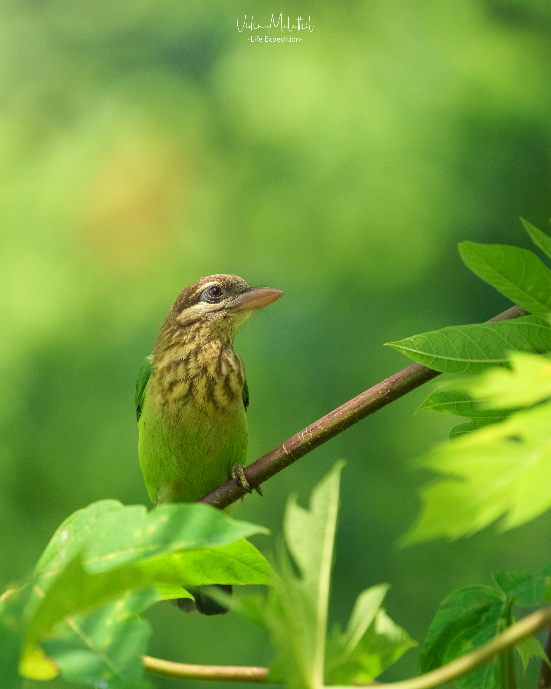 One of the endemic species of Western Ghats- White-cheeked Barbet