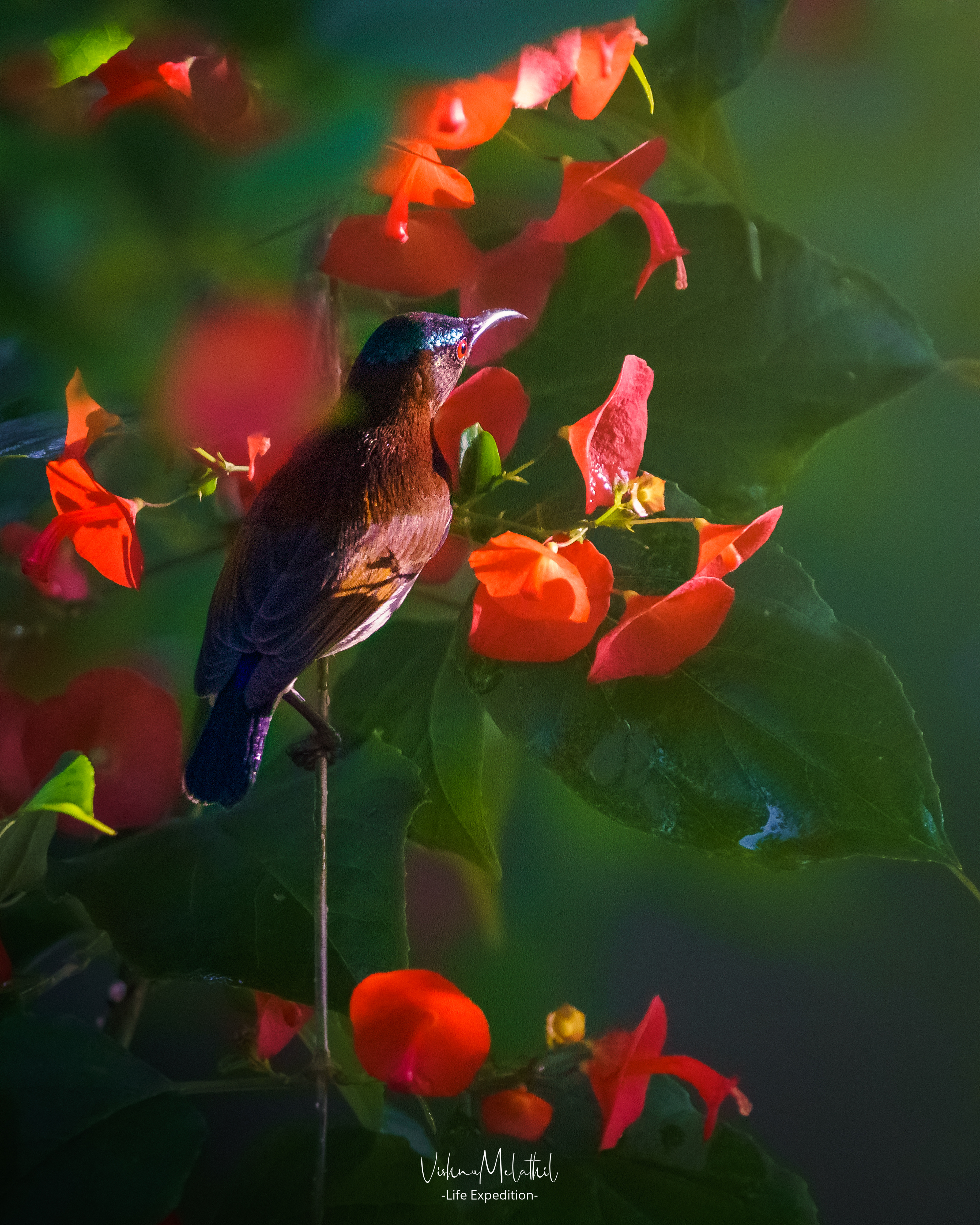 Sunbird from Kerala