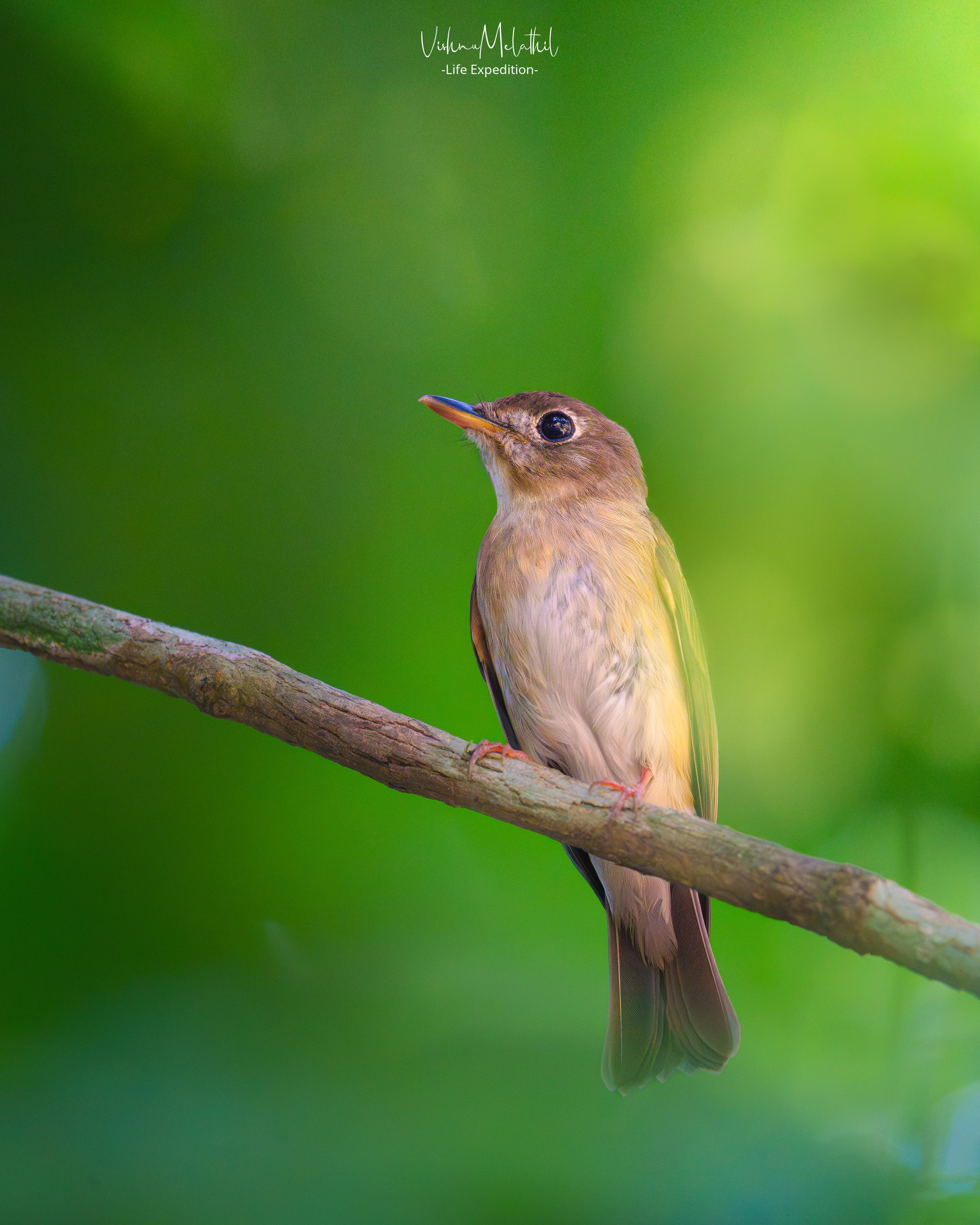 Brown-breasted Flycatcher from Kerala