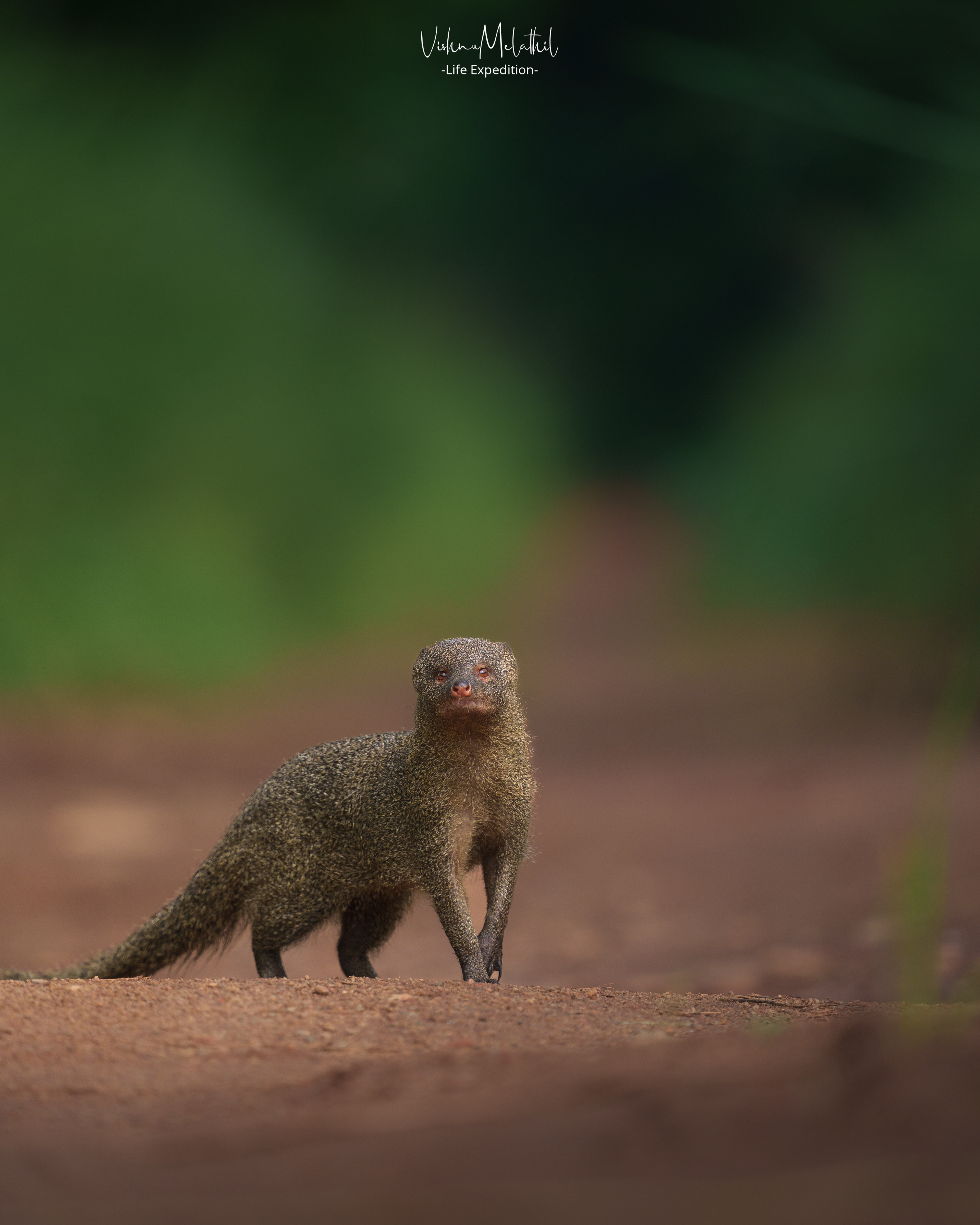 Mongoose from Kerala