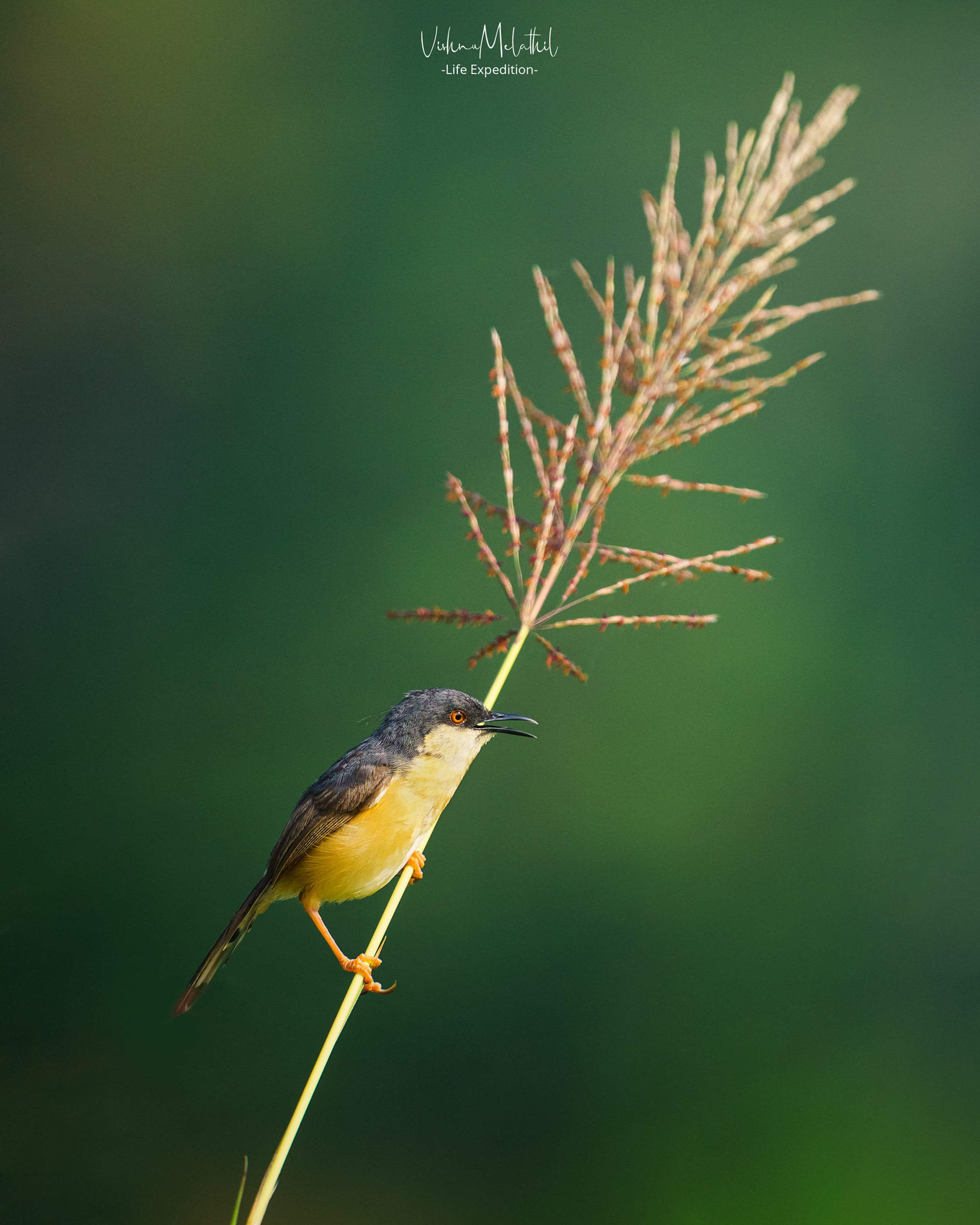 Ashy Prinia from Kerala