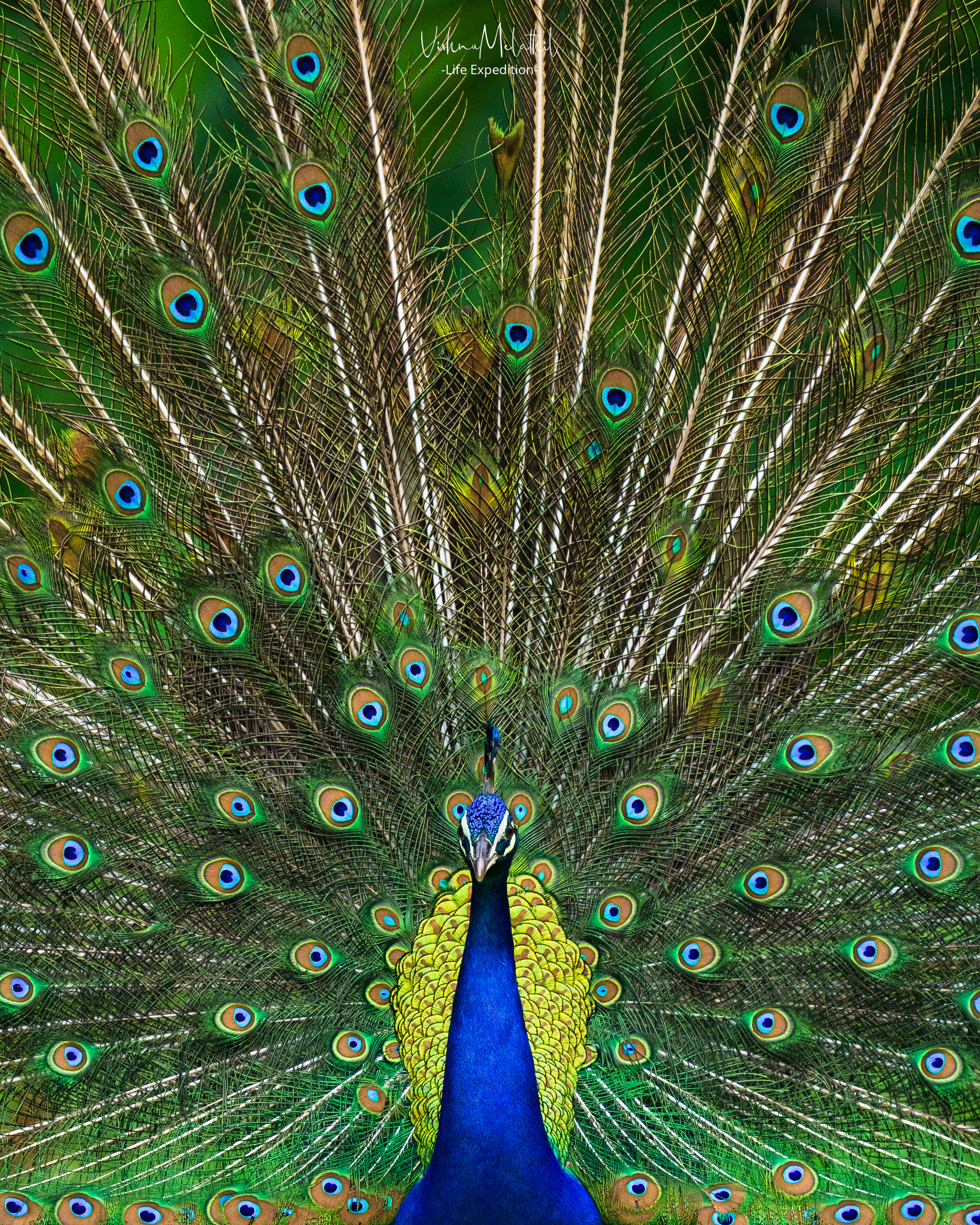 Indian Peafowl from Kerala