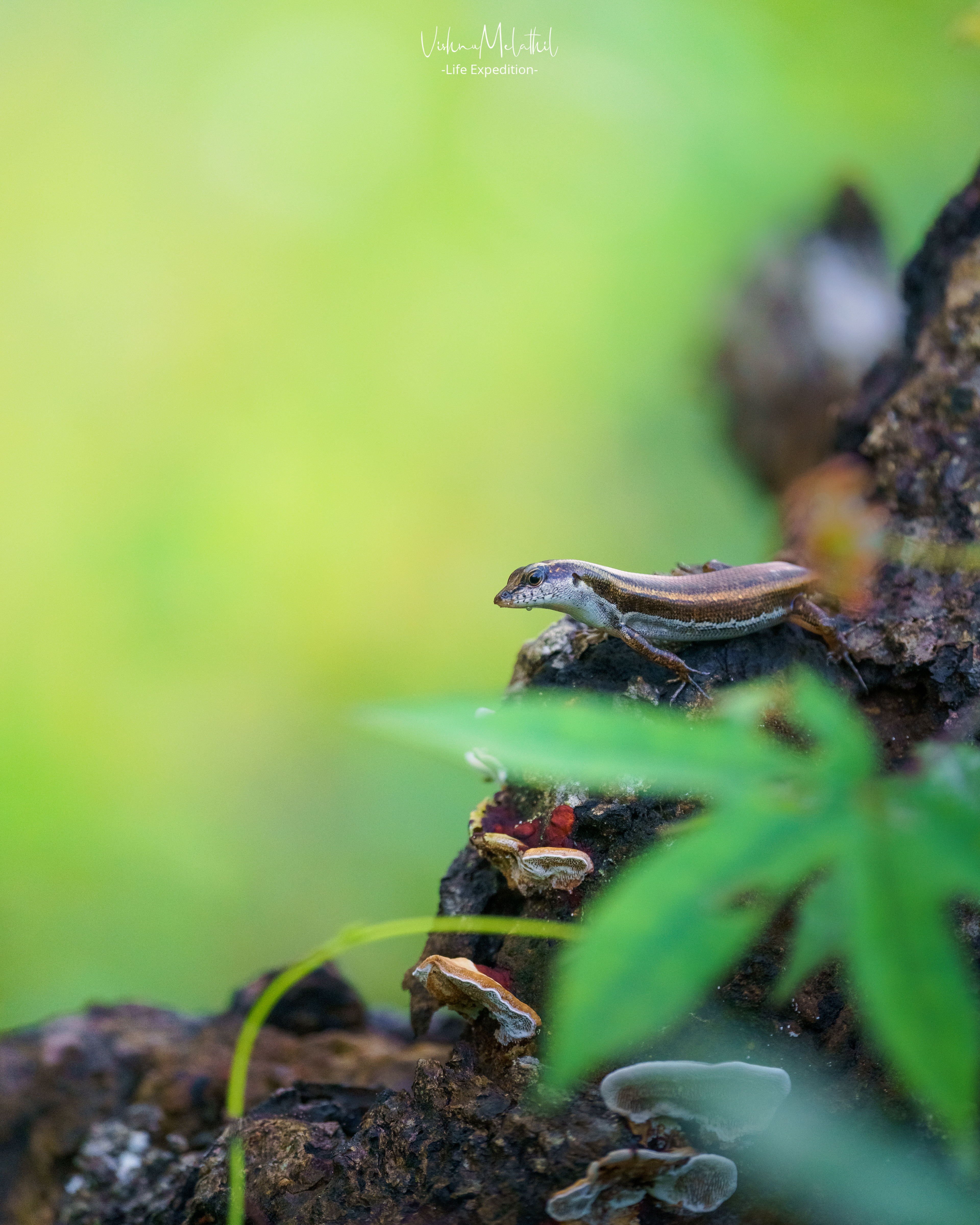 A Skink found in Kerala