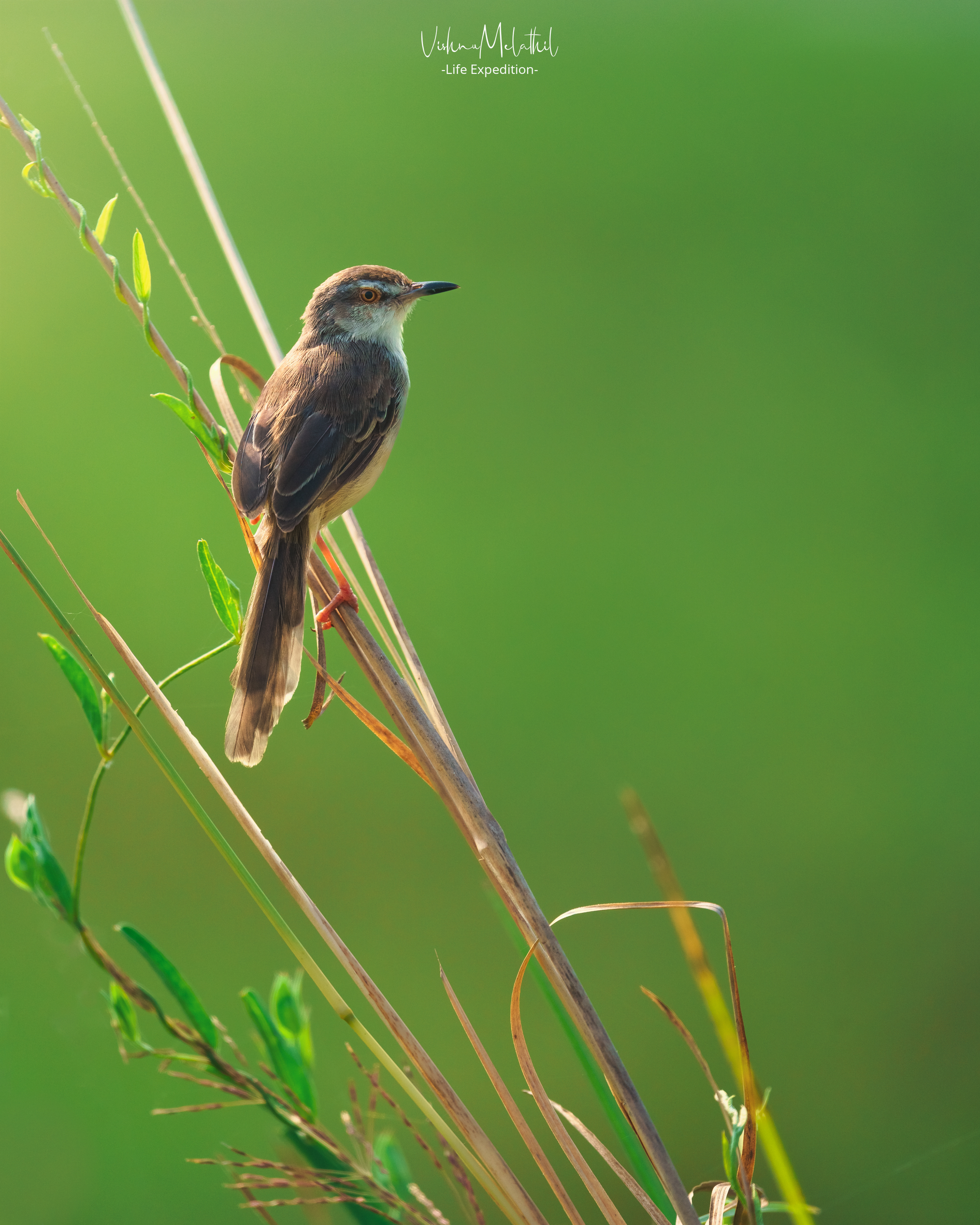 Plain Prinia from Kerala