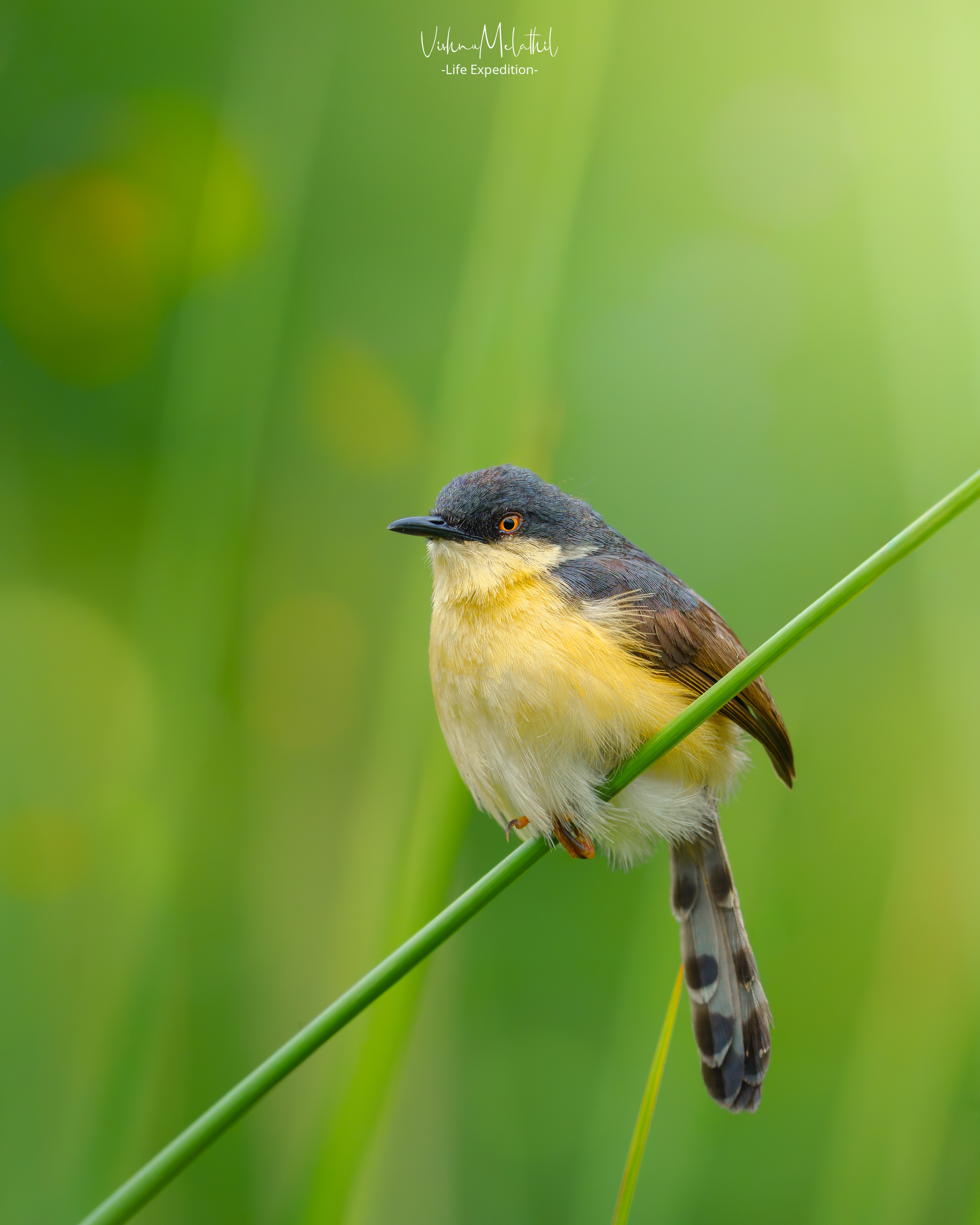 Ashy Prinia from Kerala