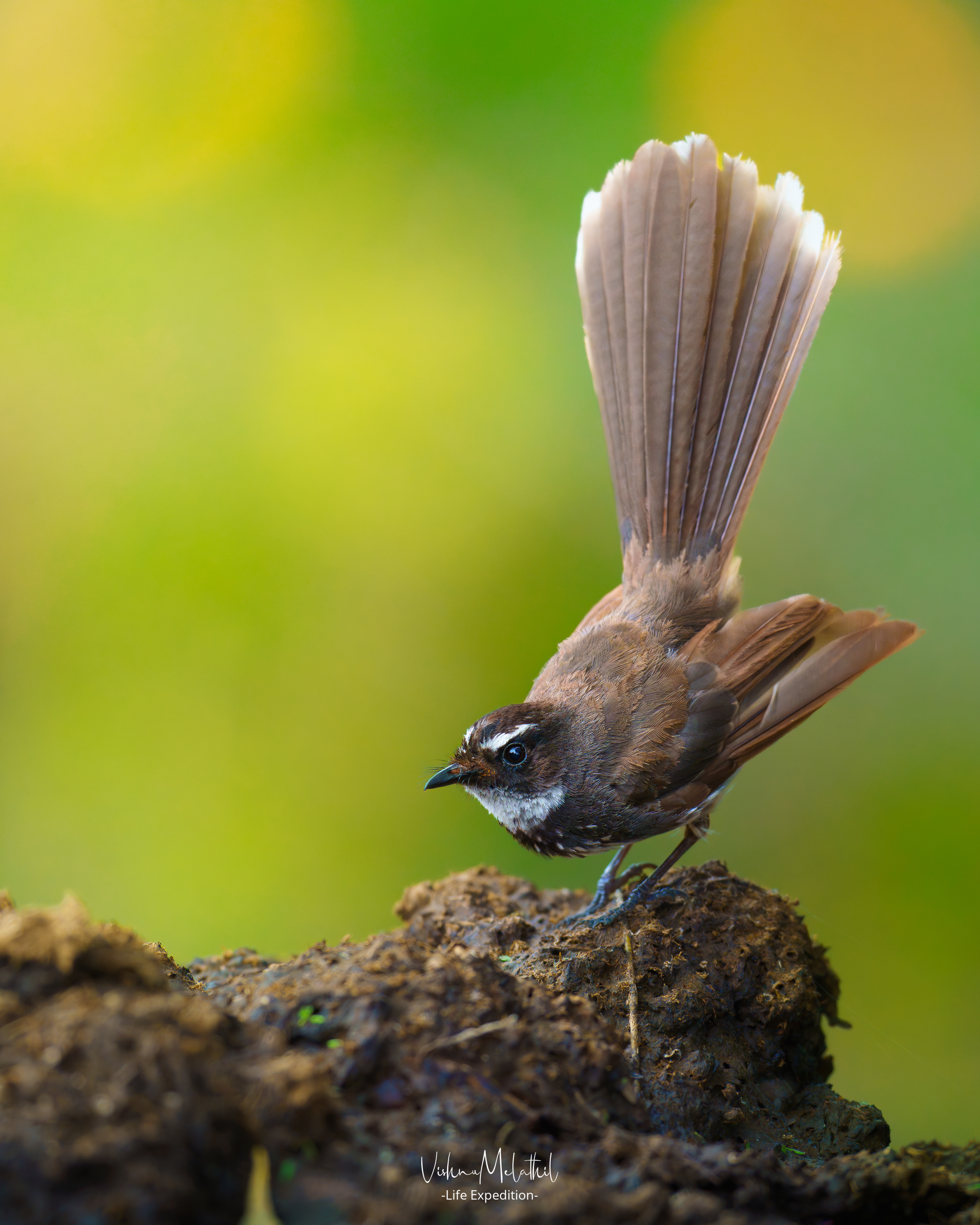 Spot-breasted Fantail from Maharashtra