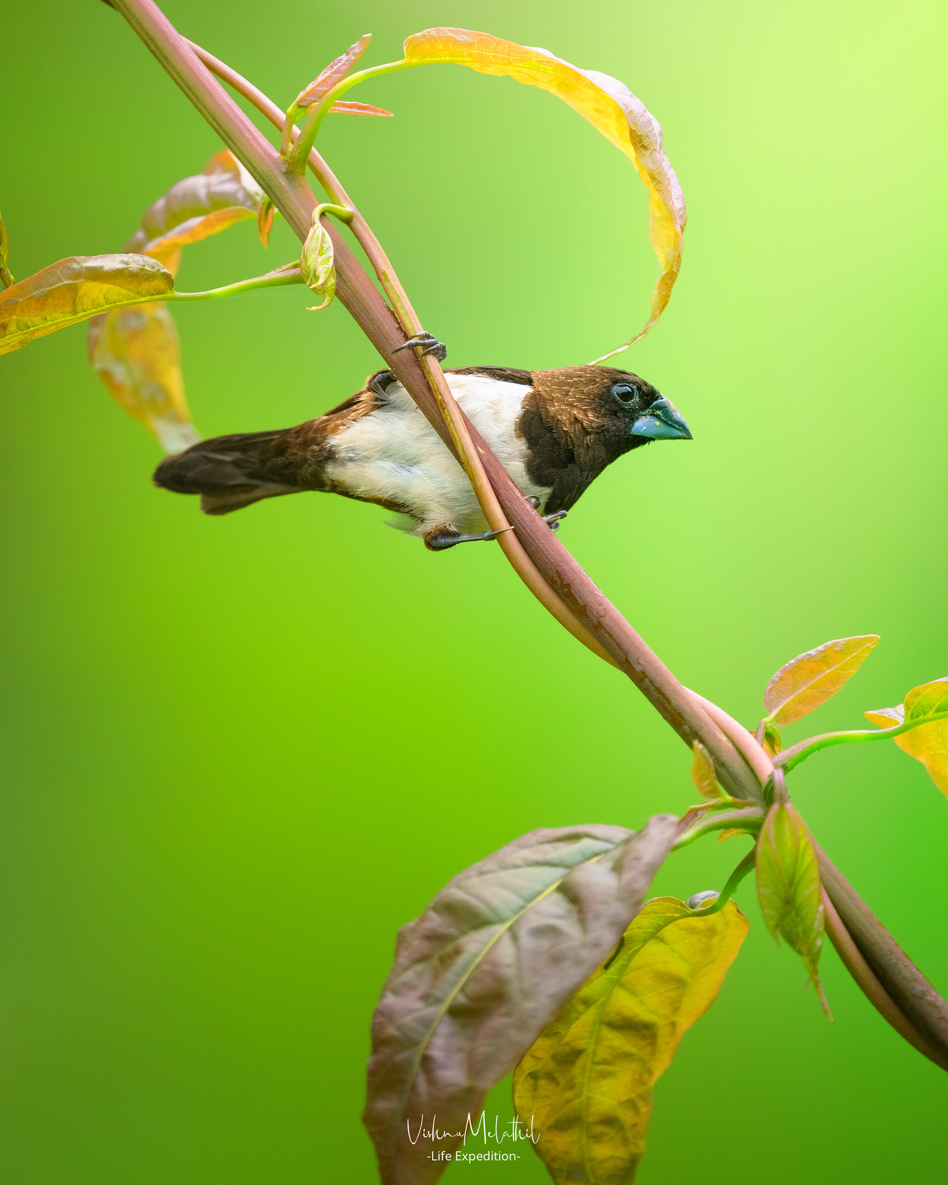 White-rumped Munia from Kerala