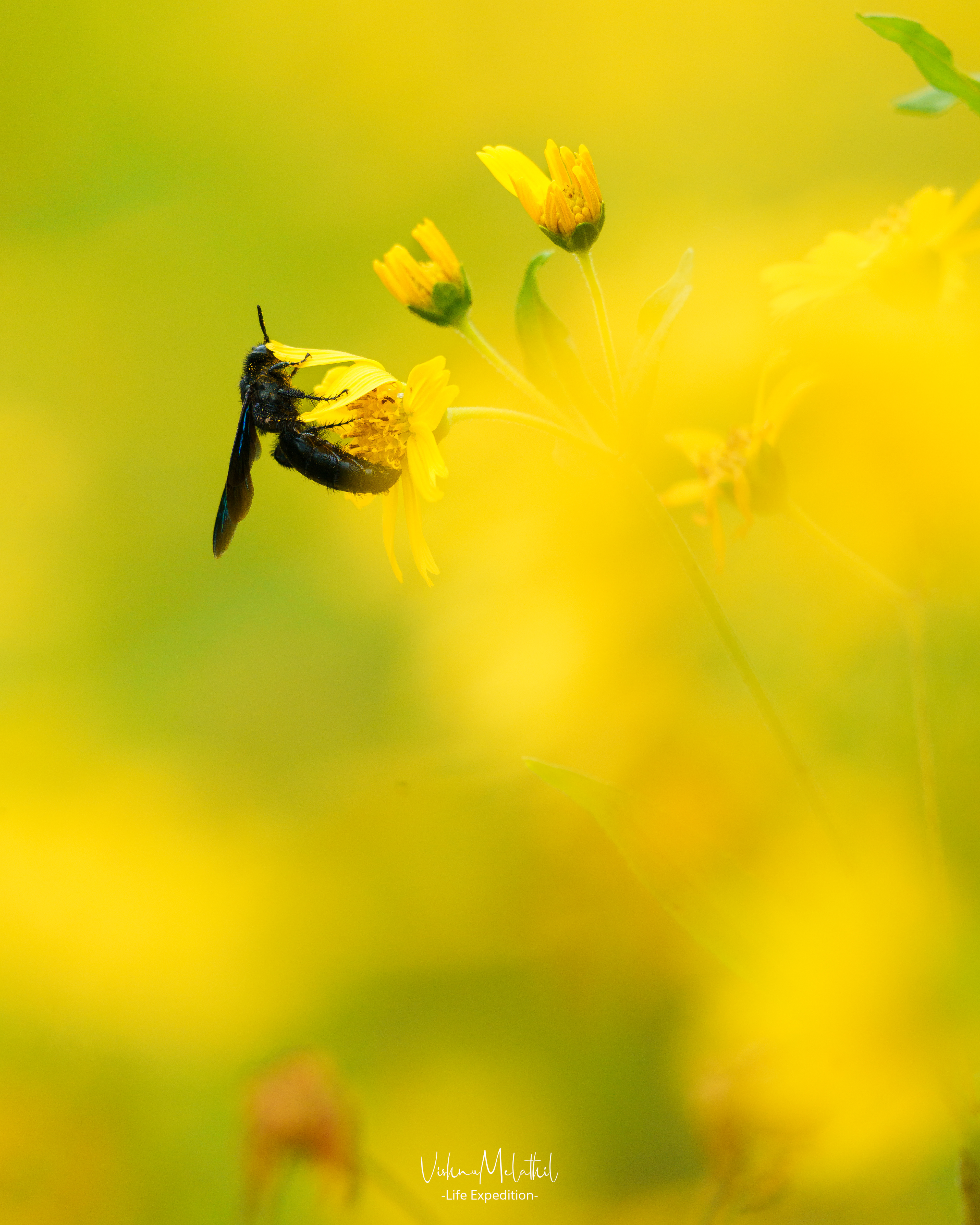 Wasp from Maharashtra