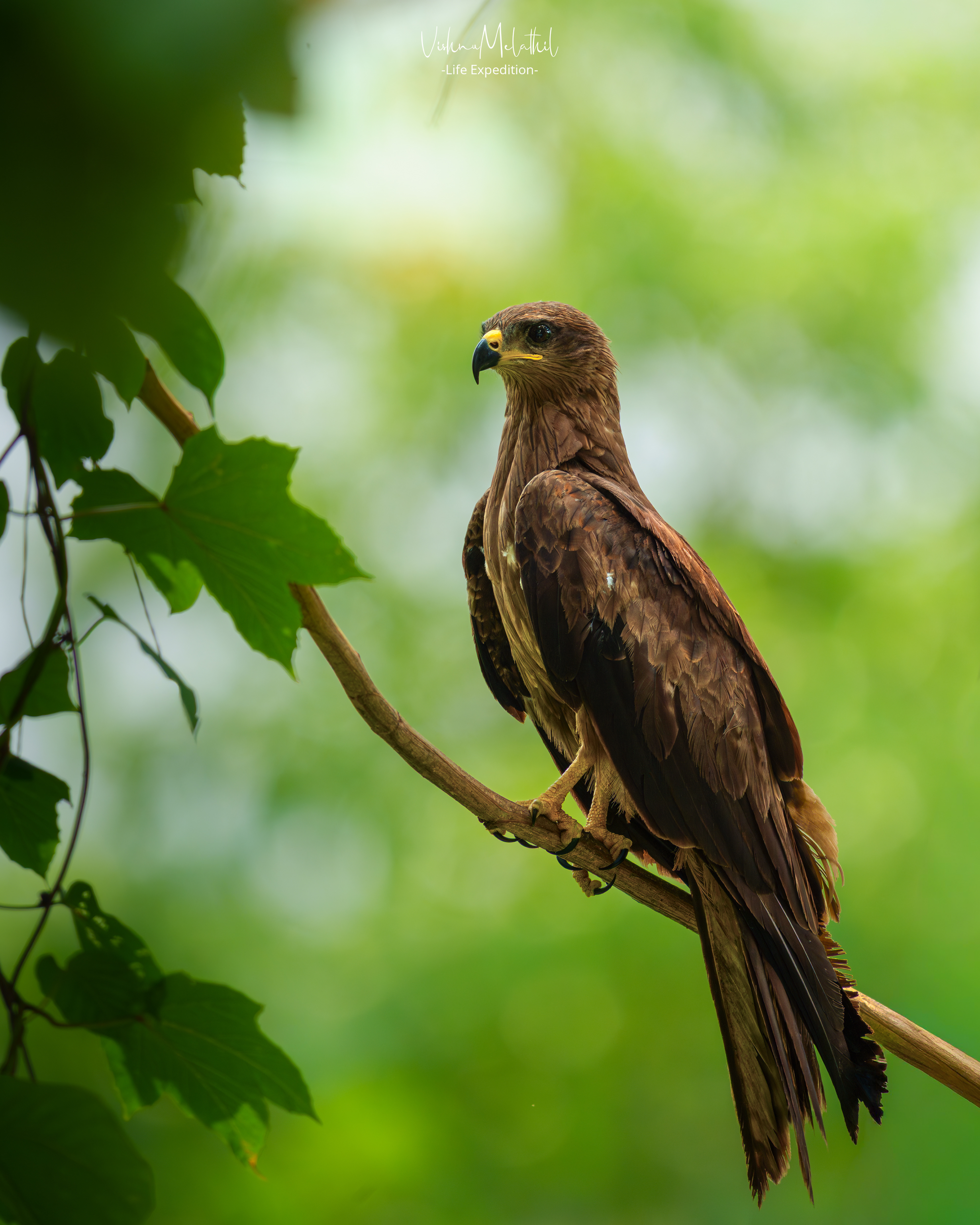 Black Kite from Kerala