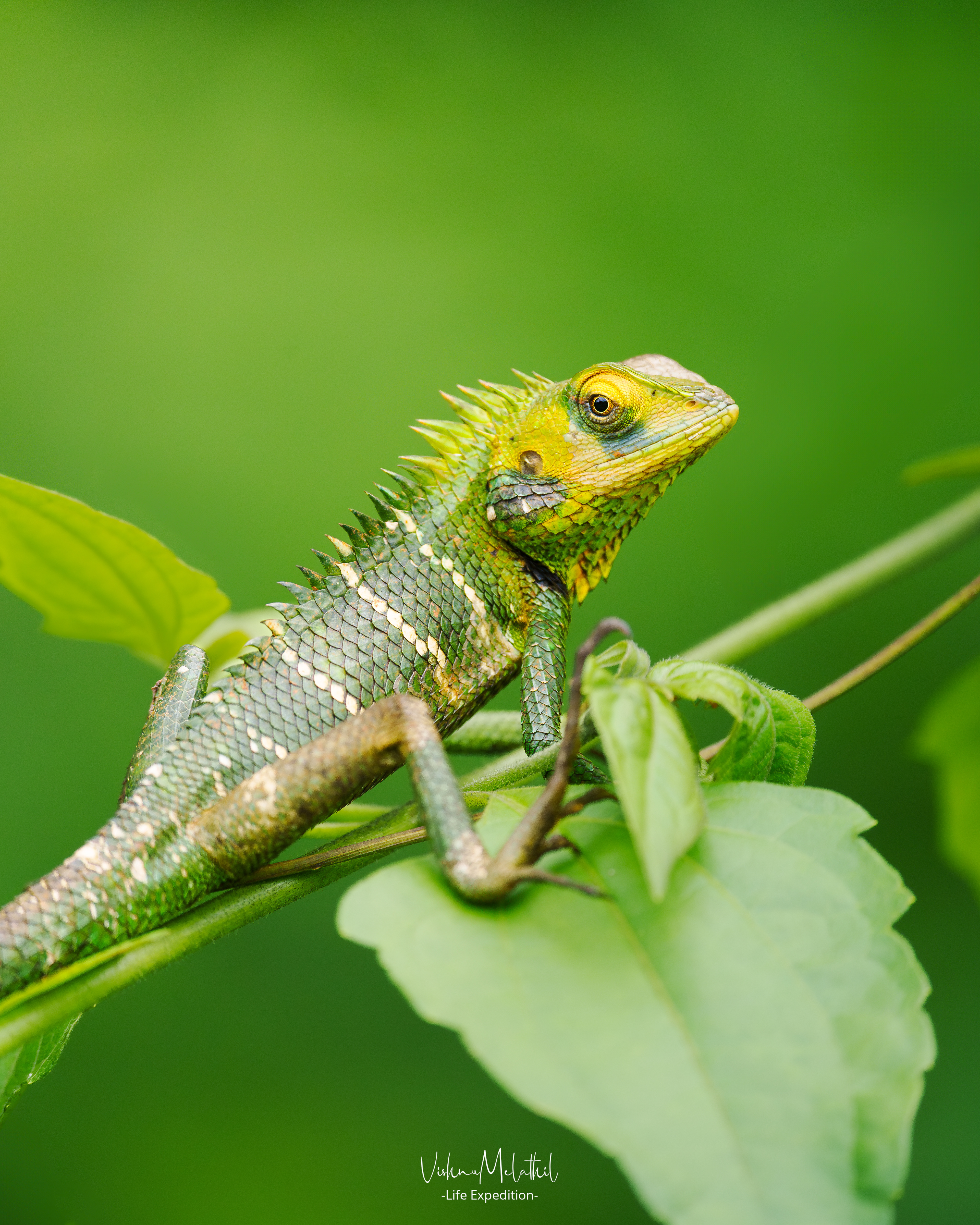 Common Green Forest Lizard from Kerala