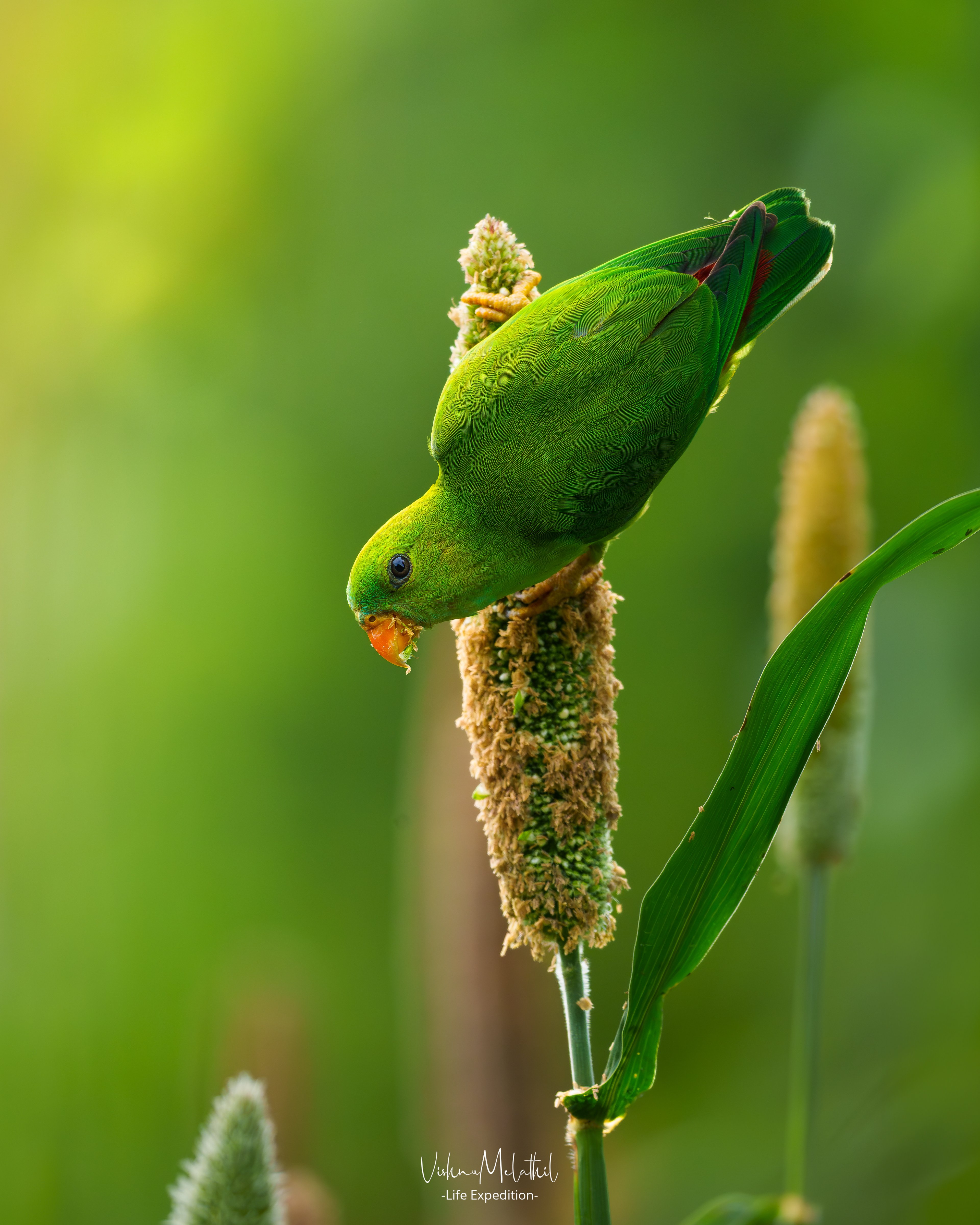 Vernal Hanging Parrot from Maharashtra