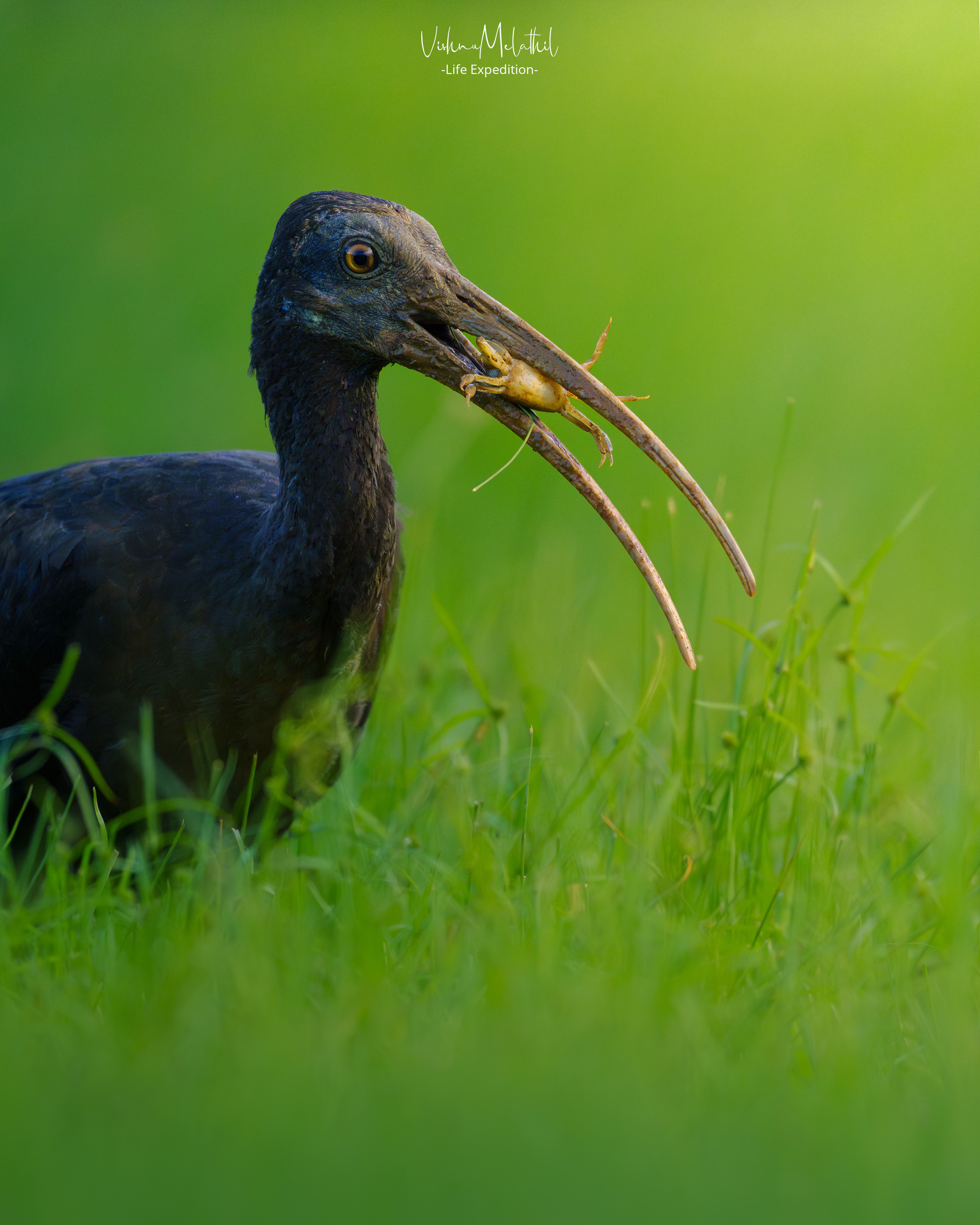 Red-naped Ibis from Tamil Nadu