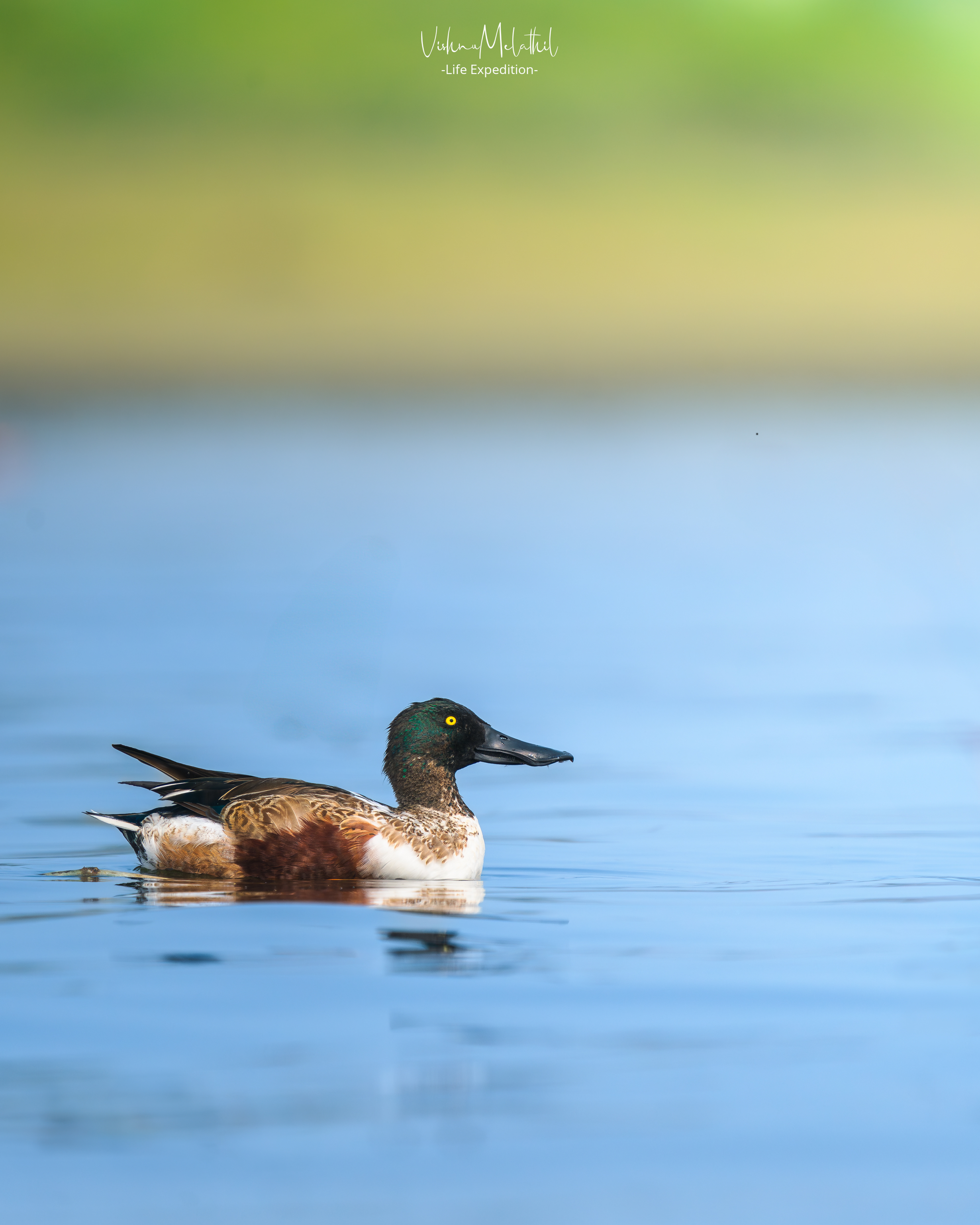 Northern Shoveler from Maharashtra
