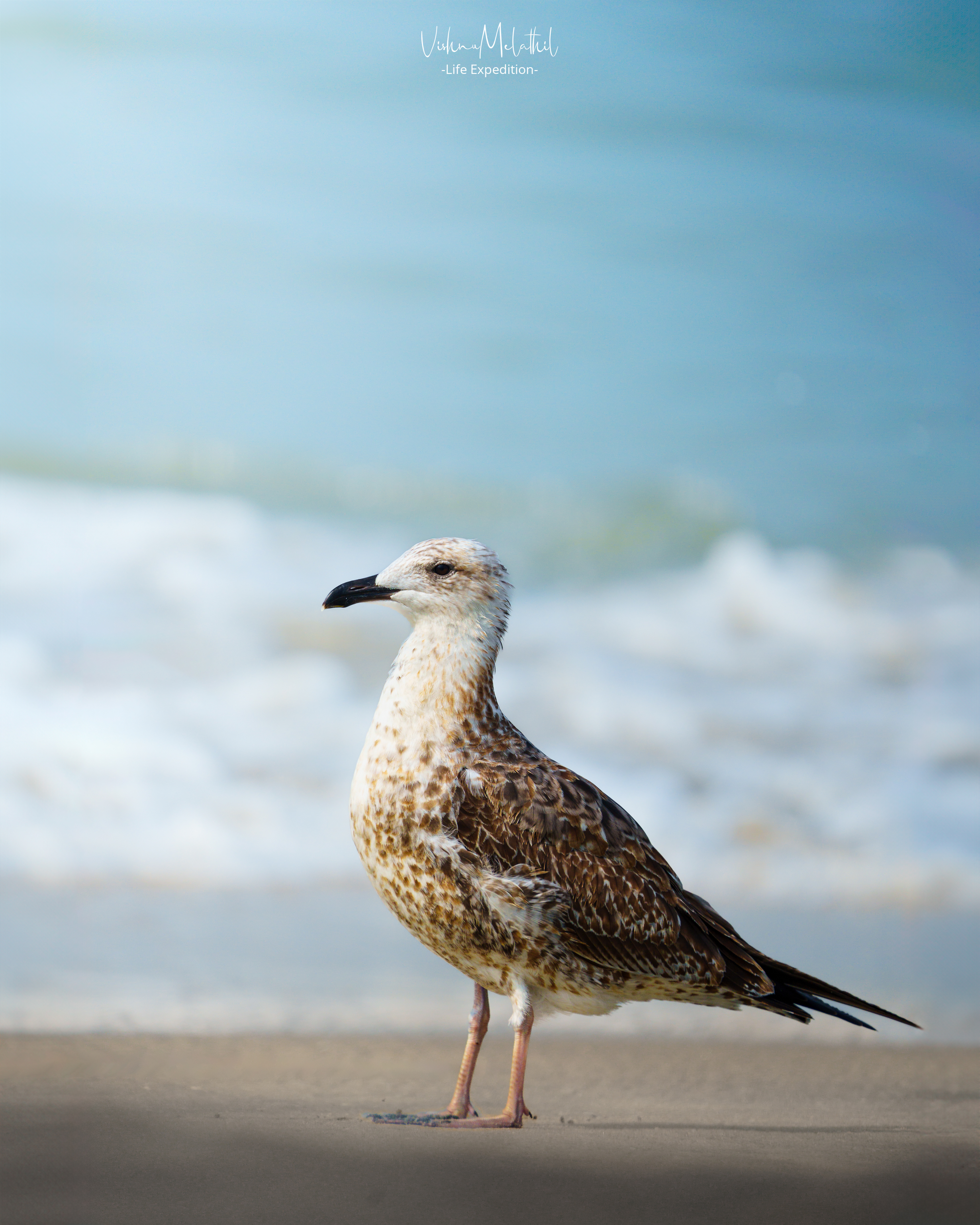 Lesser Black-backed Gull