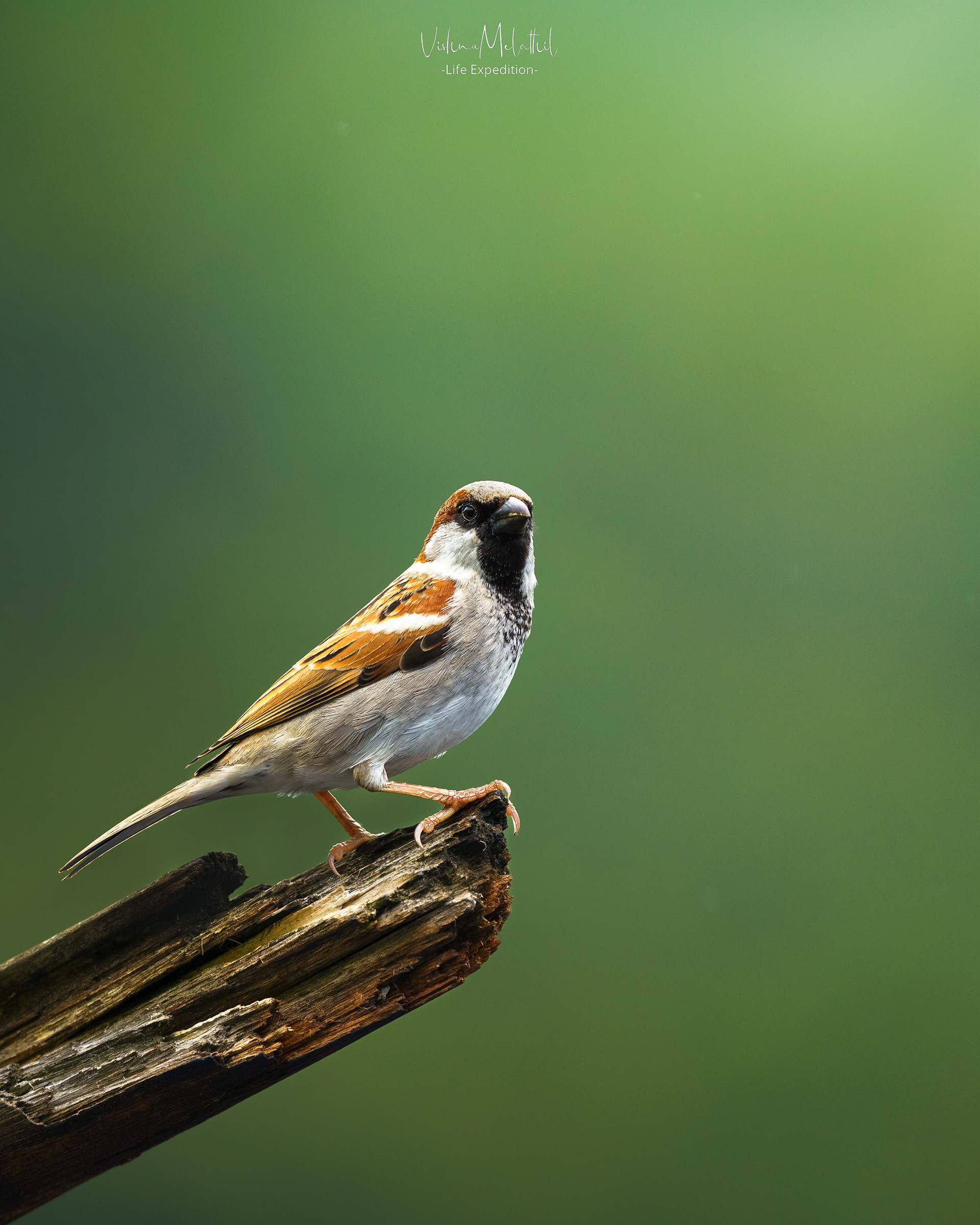 House Sparrow from Kerala
