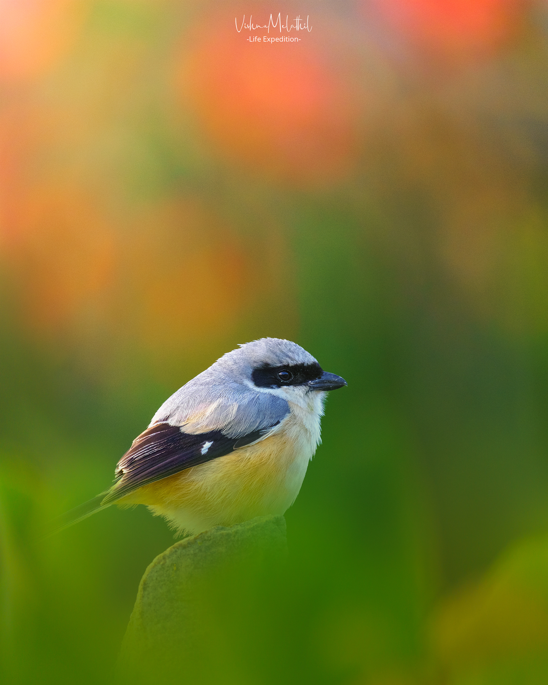 Long-tailed Shrike from Tamil Nadu