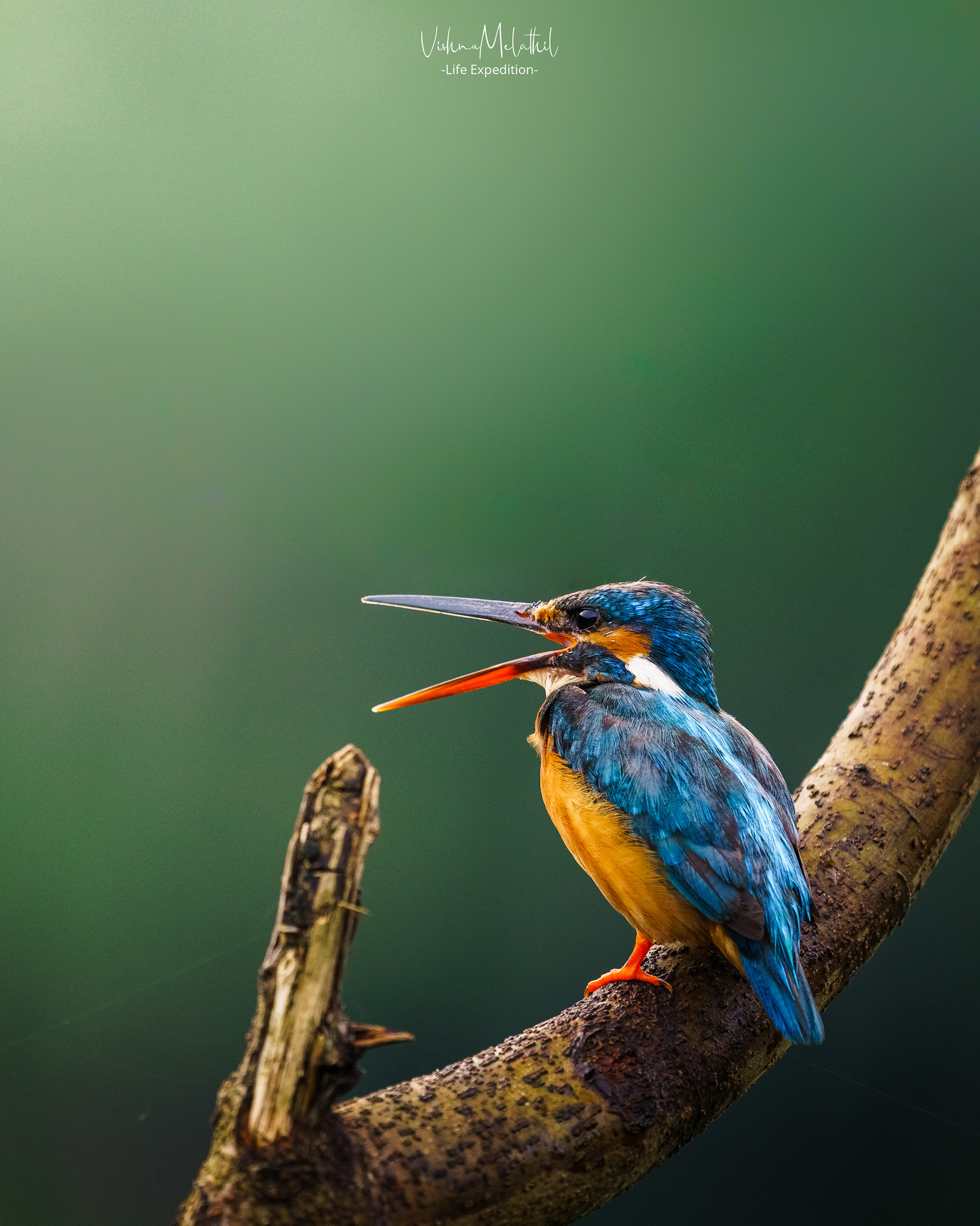 Common Kingfisher from Kerala