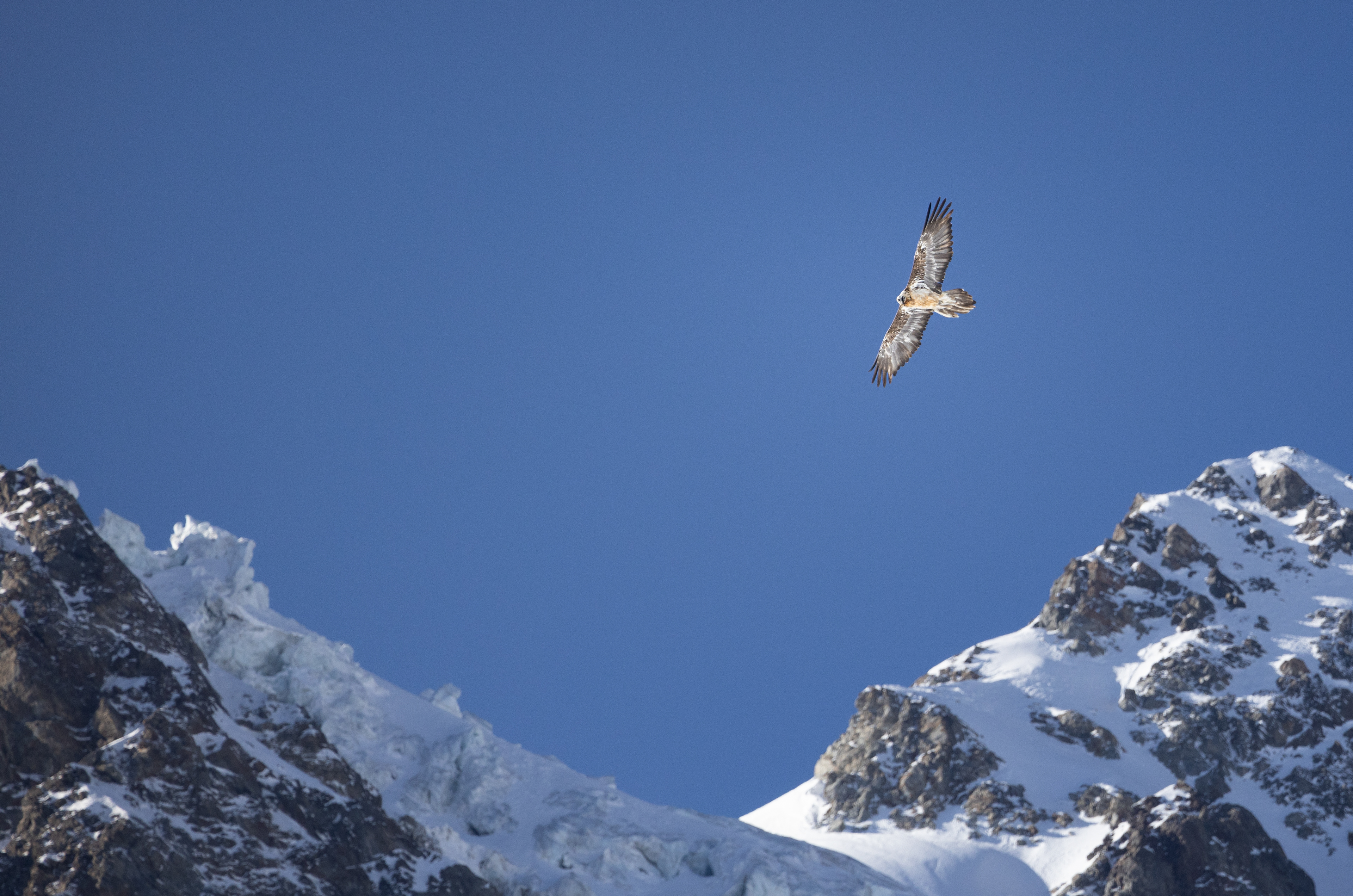 Bearded Vulture