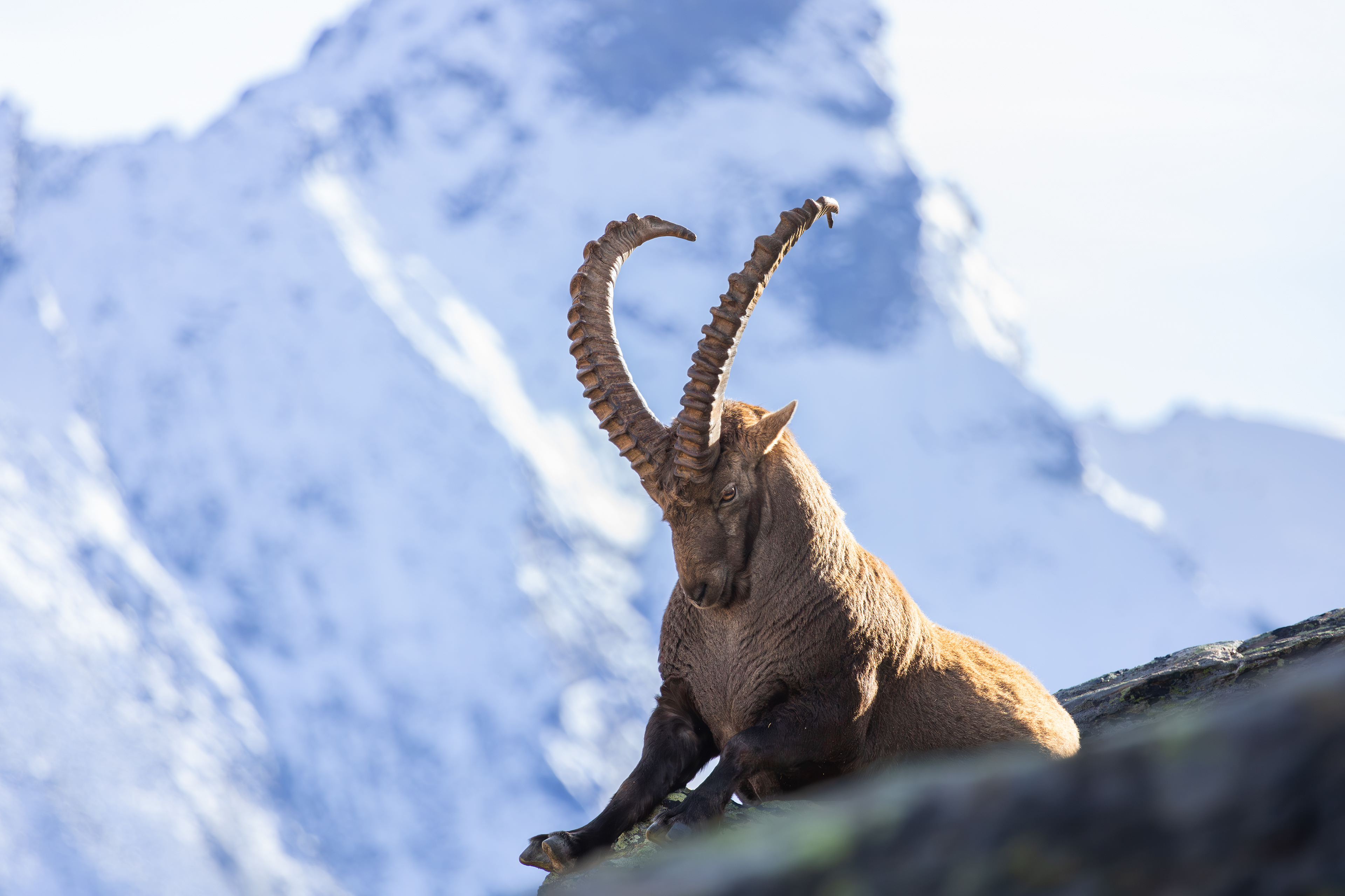 The prince of the Alps