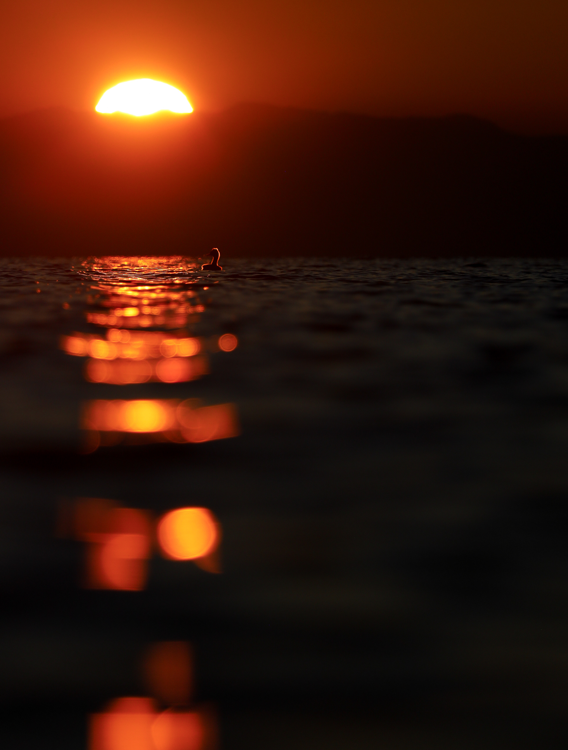 Crested grebe in the setting sun