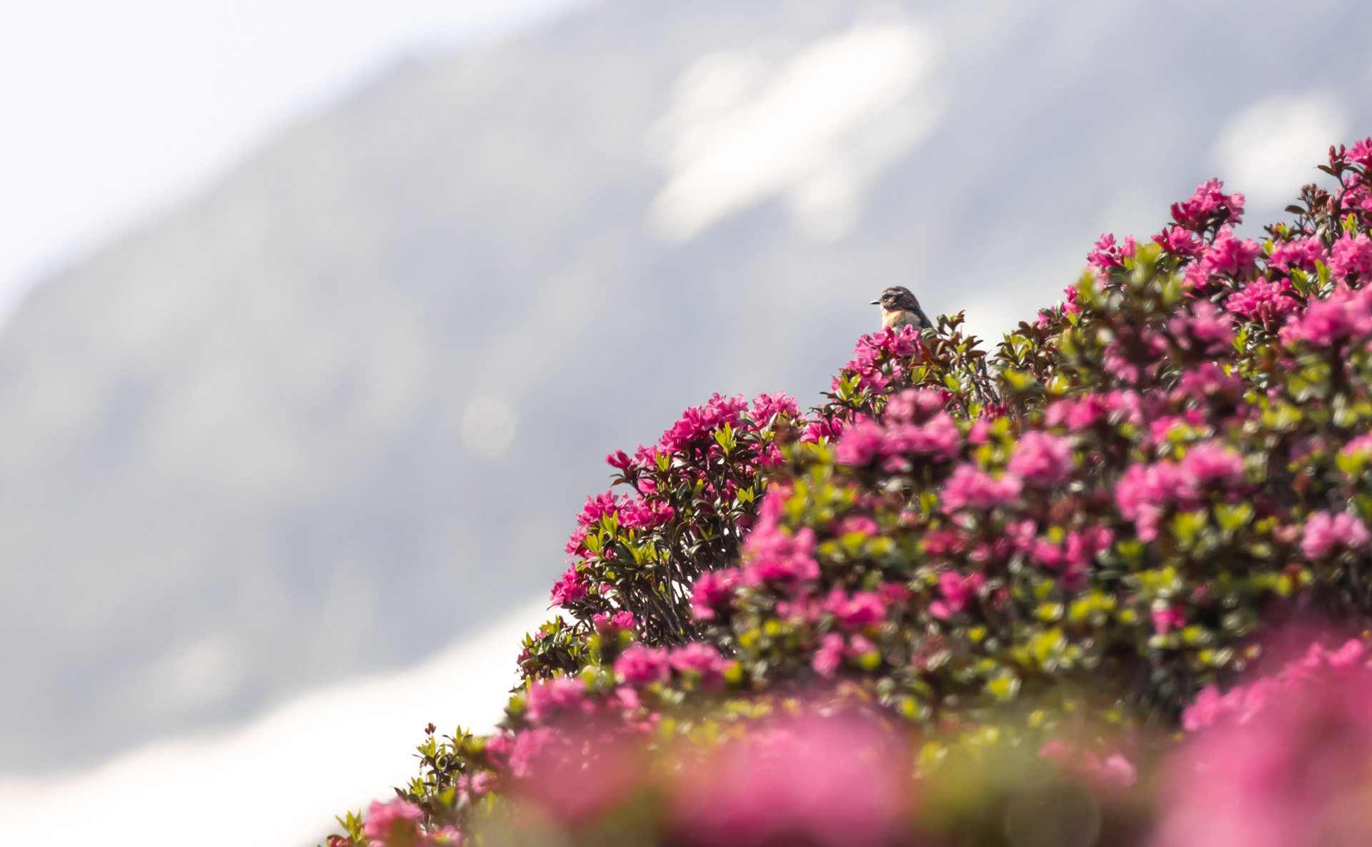 Morning bloom