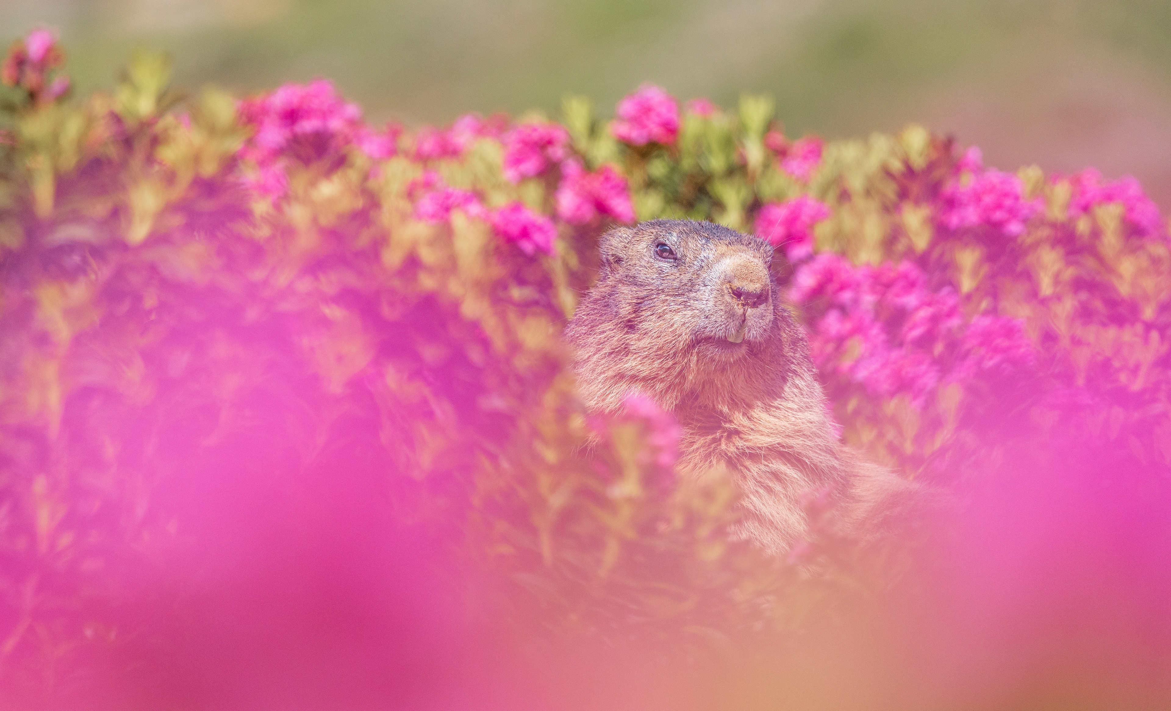 For this photograph, many factors had to come together. I had been visualizing this shot for months, imagining capturing the beautiful moment of a marmot enjoying the sunrise, surrounded by beautiful mountain roses in bloom.