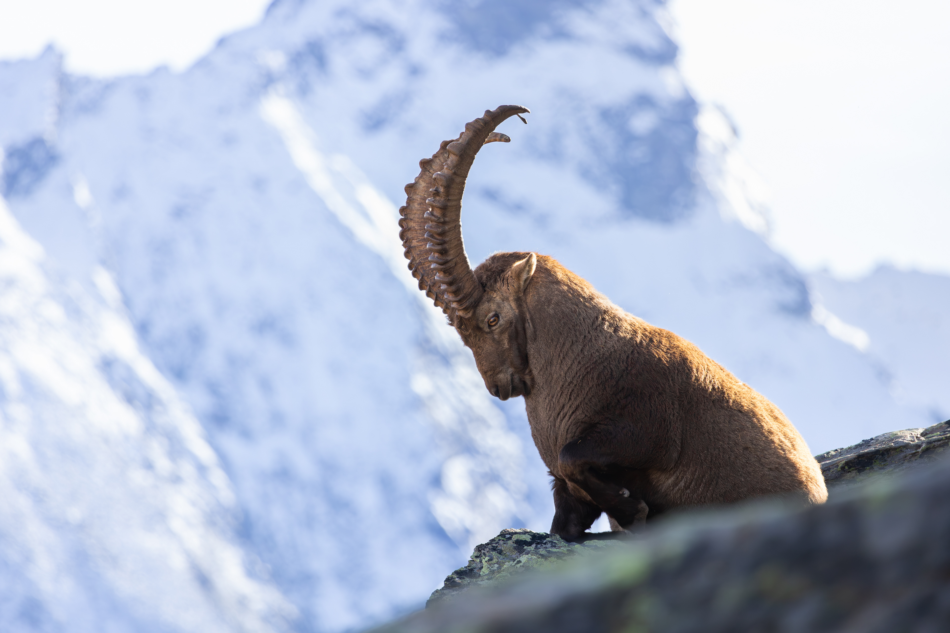 Ibex in the Swiss mountains