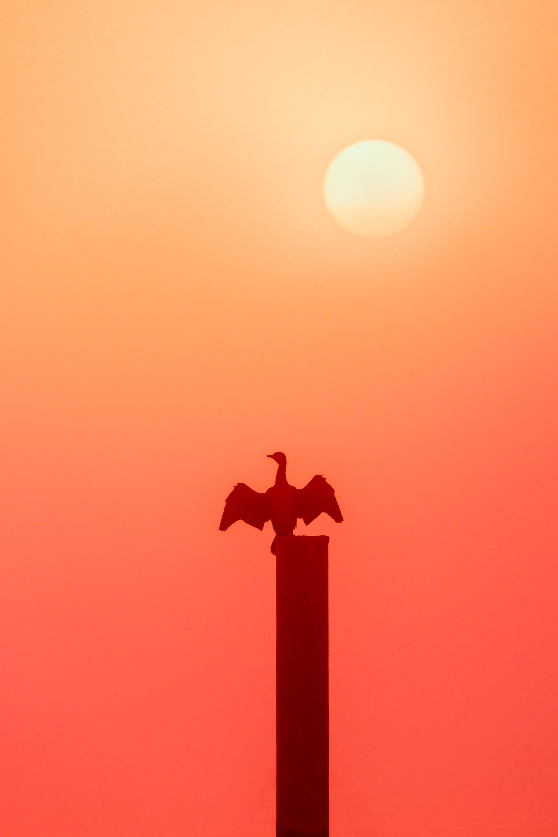The cormorant