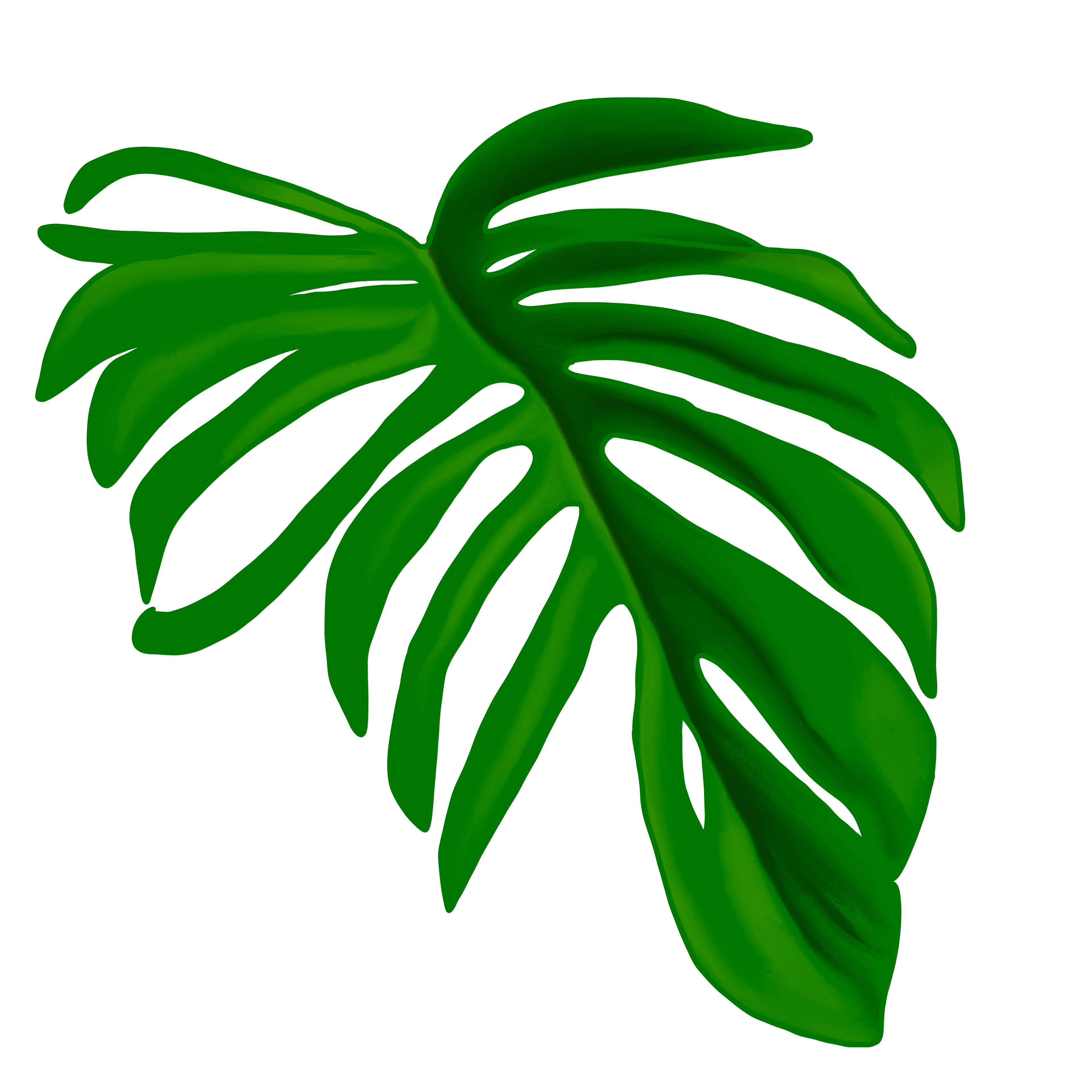 Monstera Leaf