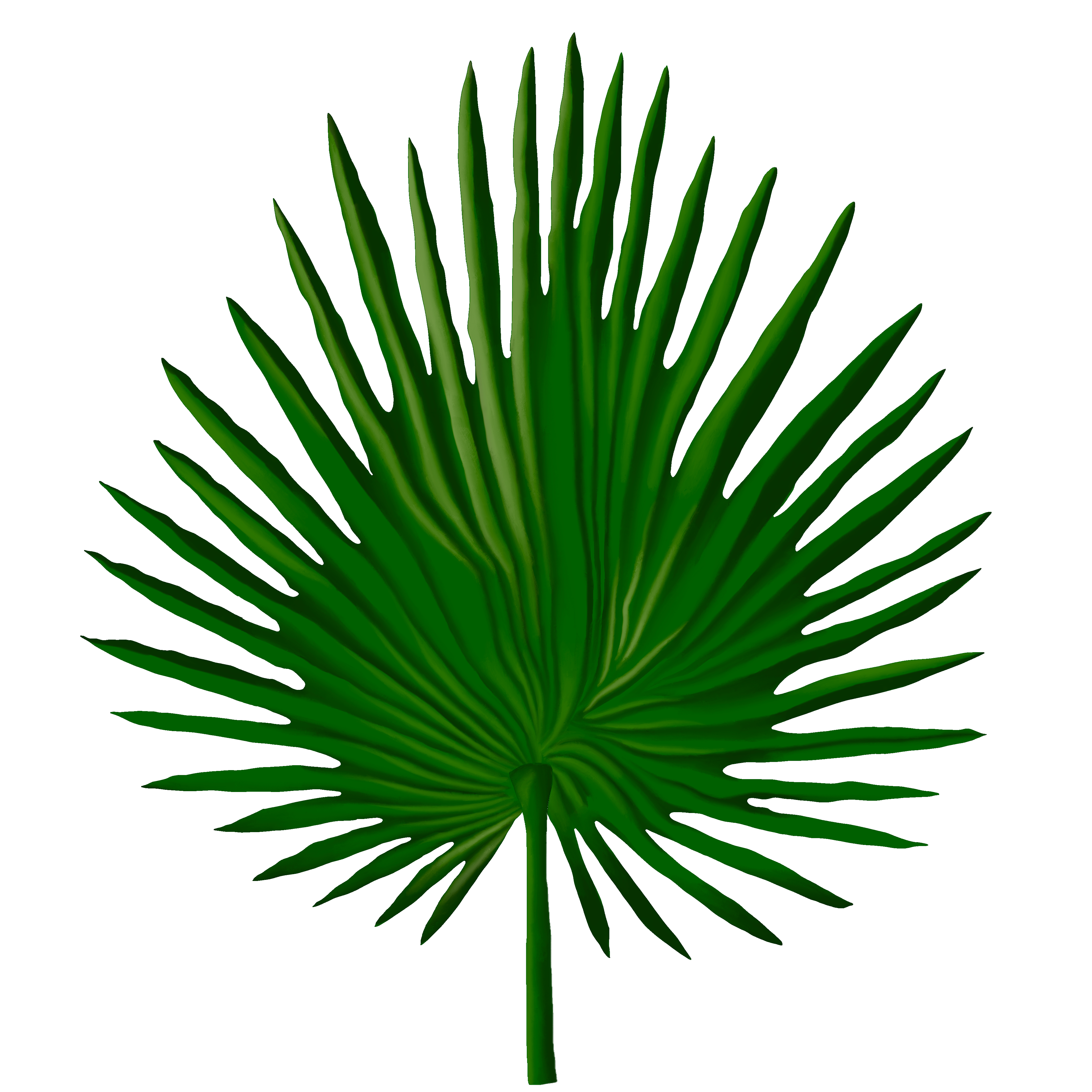 Palm Leaf