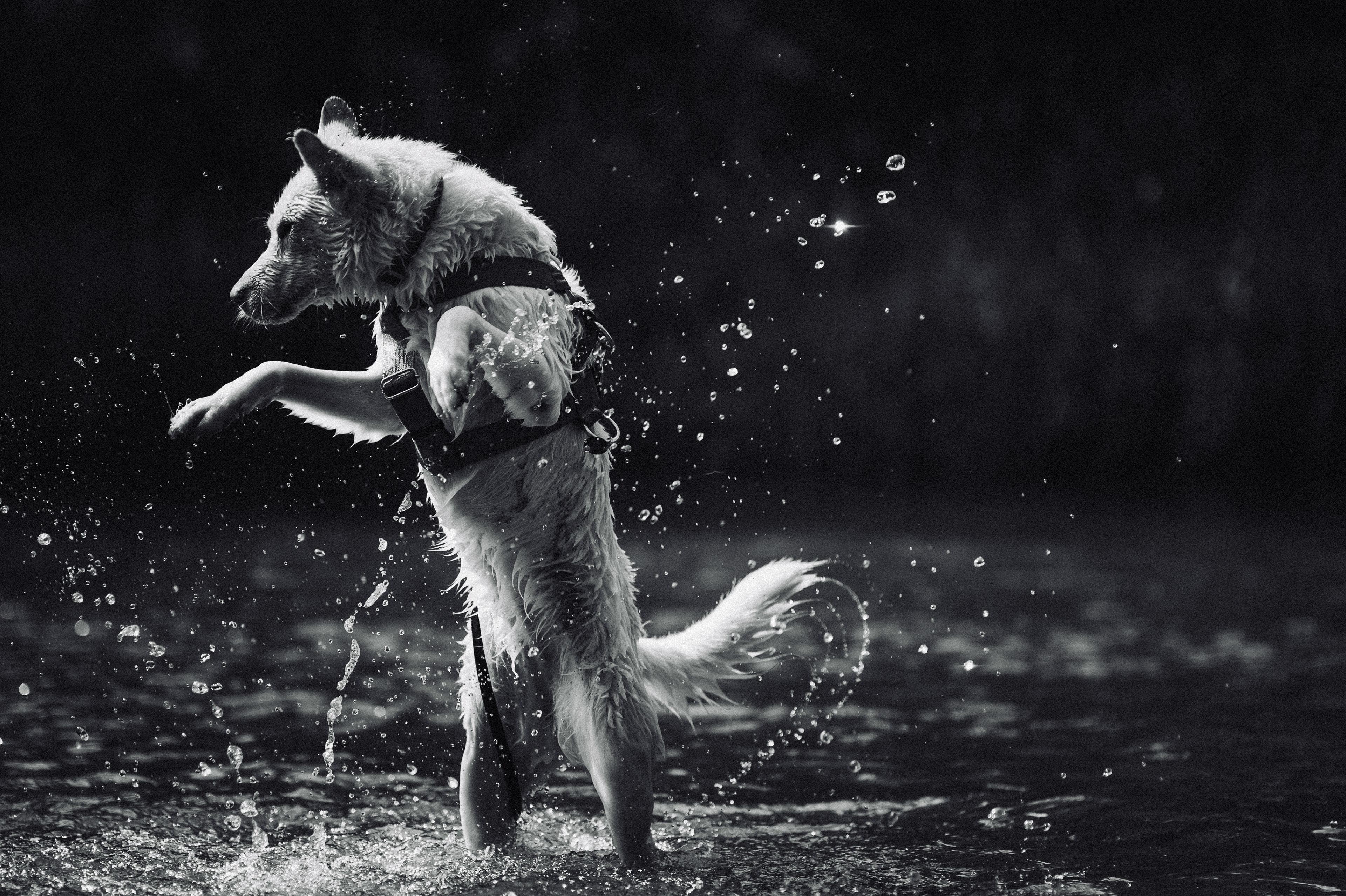 Psia sesja zdjęciowa