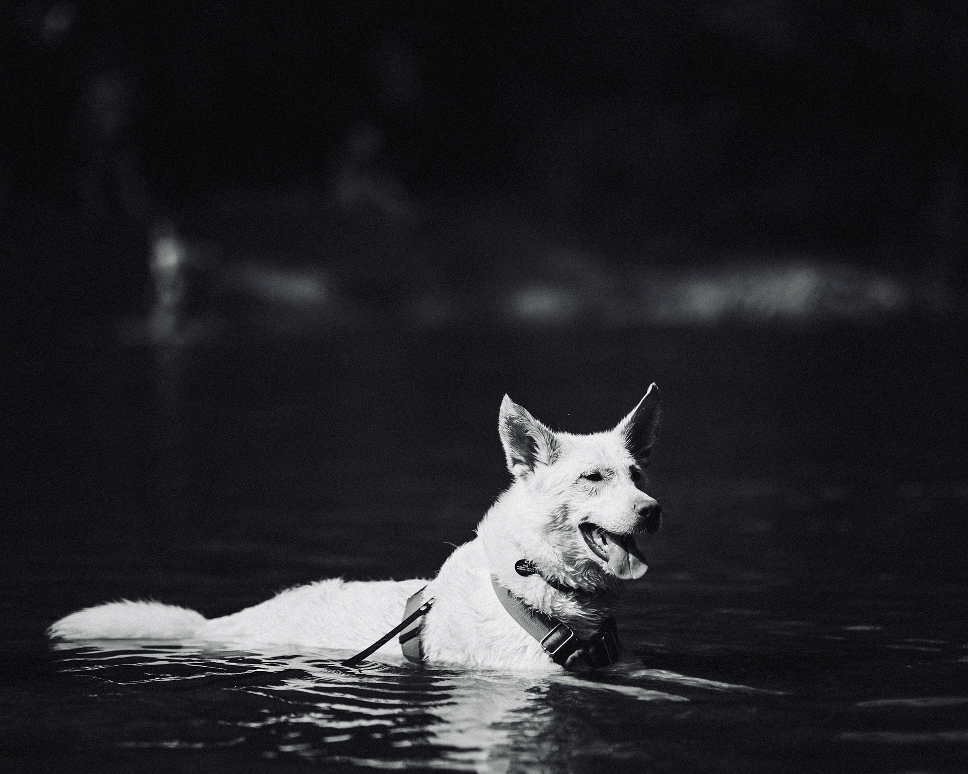 Psia sesja zdjęciowa