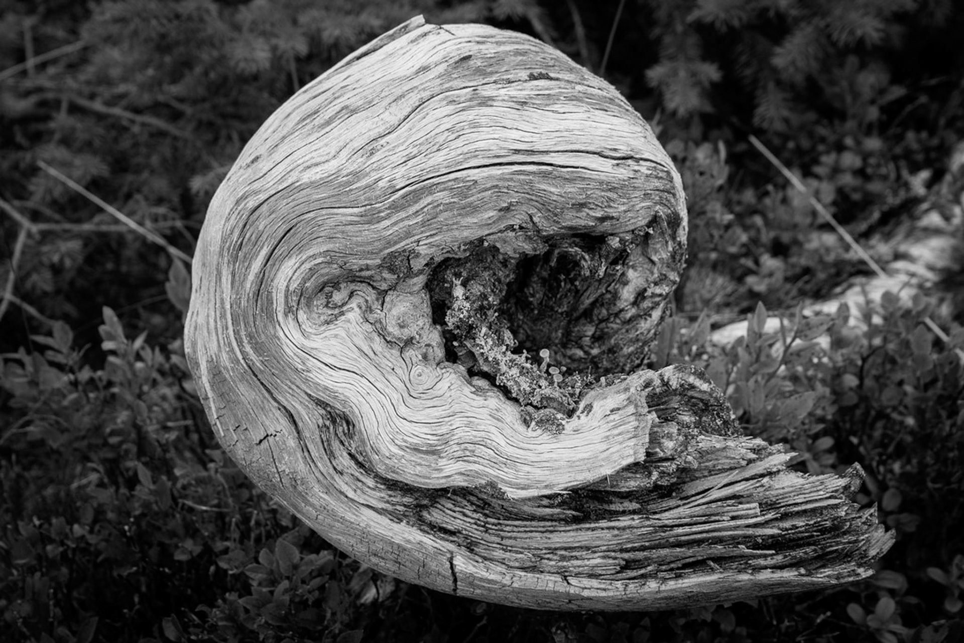 An old tree stump in the mountains.