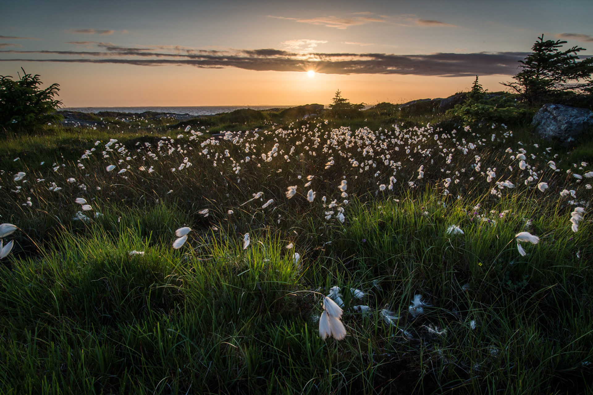 Not sure about the english translation of "myrull". But the direct translation would be "marsh wool" :-) edit: Got a good tip that it's called cottongrass