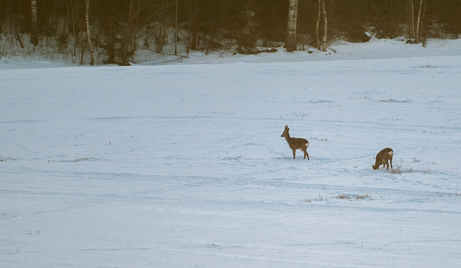 Winter fields