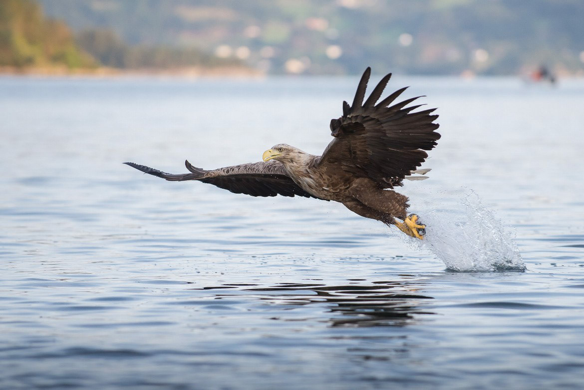 Great to see and photograph these fantastic birds on a great late summer evening.