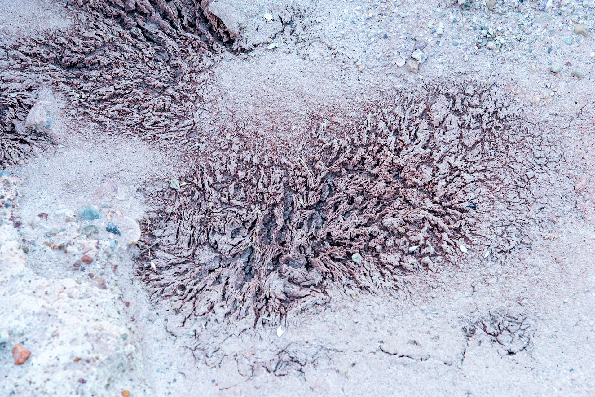 Looking at these mud cracks makes me think of a complex network of of connections inside of a brain.