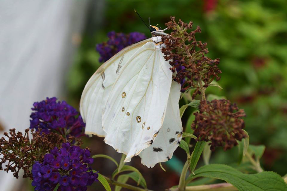 Butterfly Garden (2017)