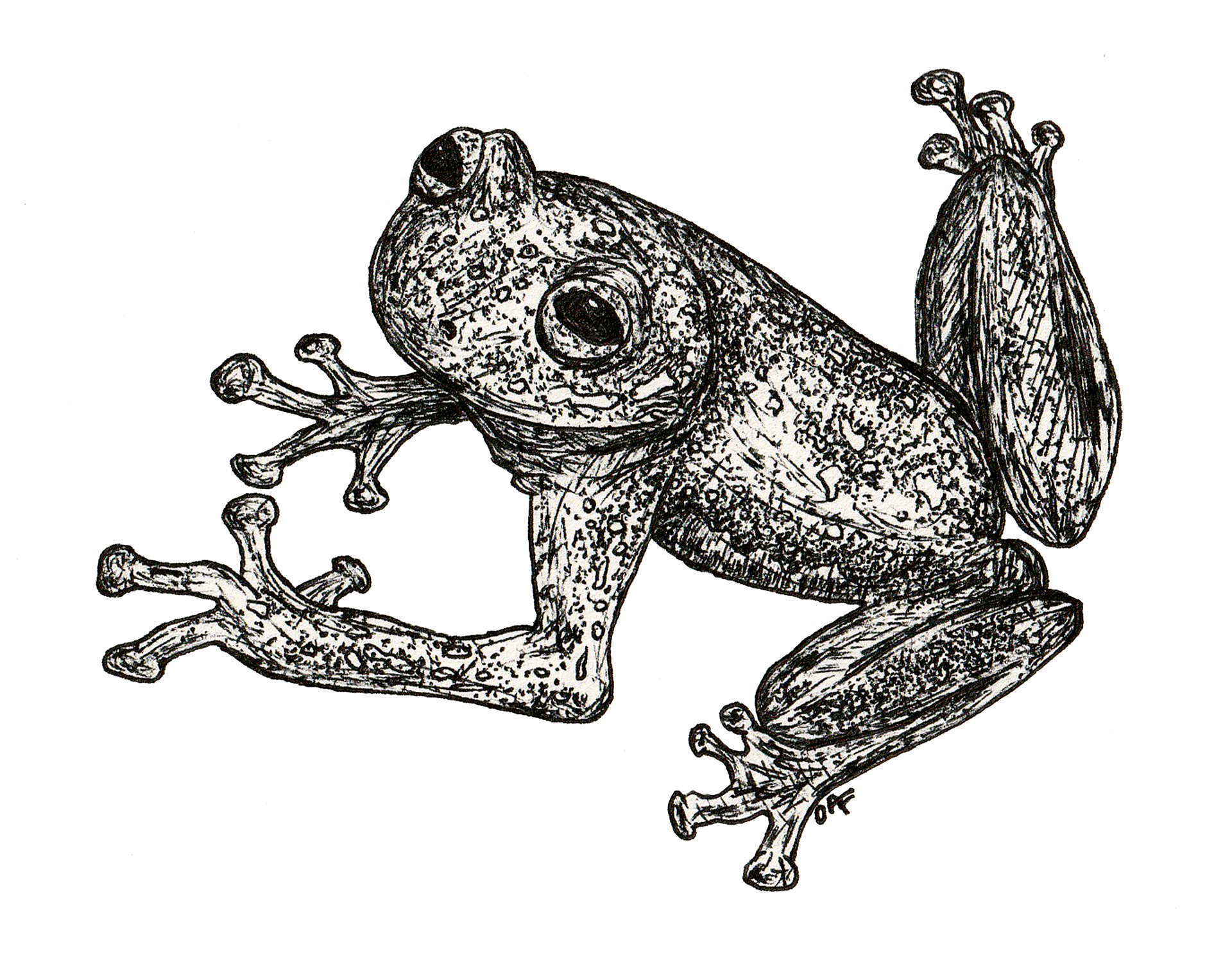 Speckled Frog ; G-2 Gel pen on sketchbook paper 9x12" (2021)
