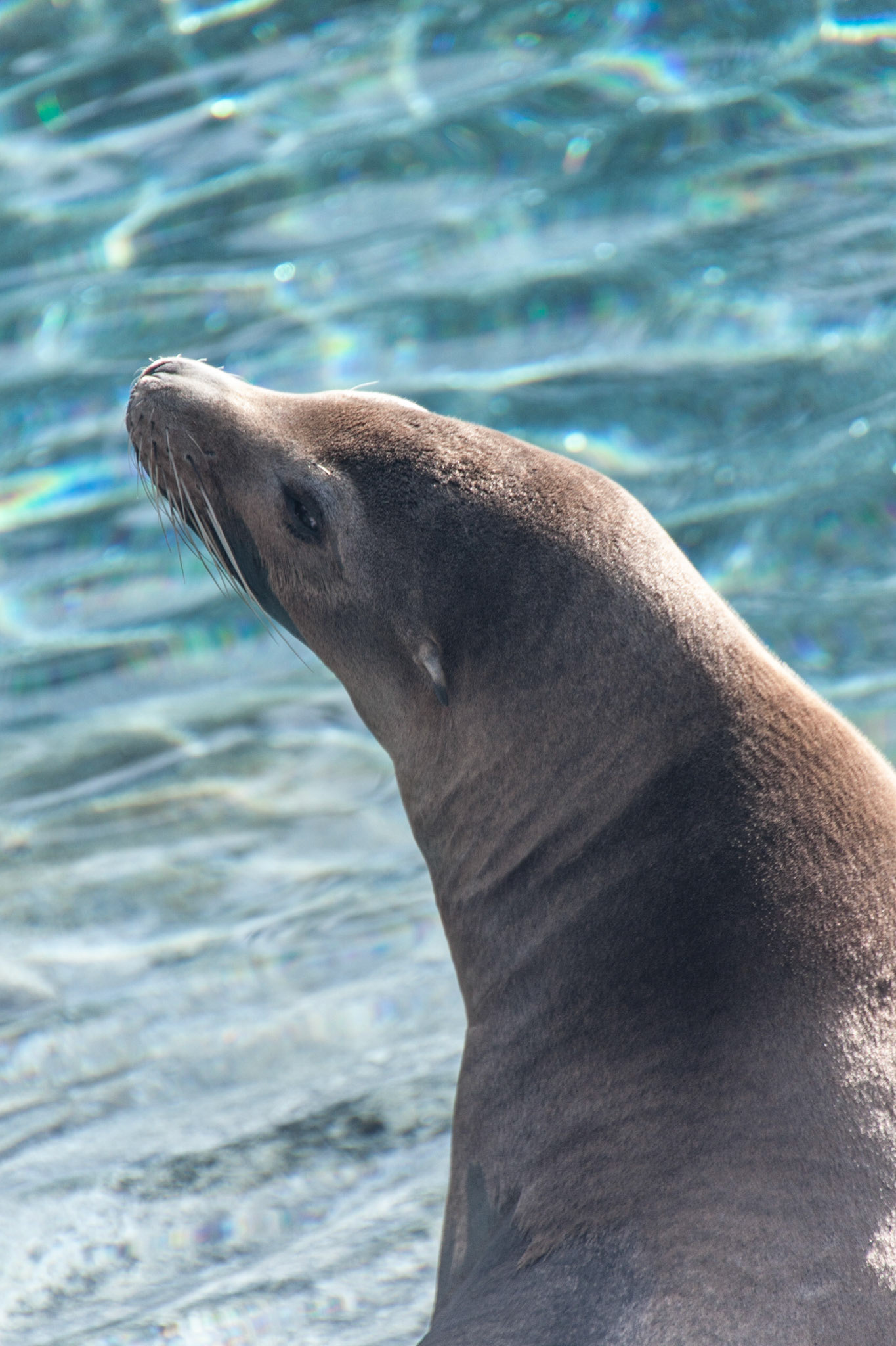 Fresno Chaffee Zoo