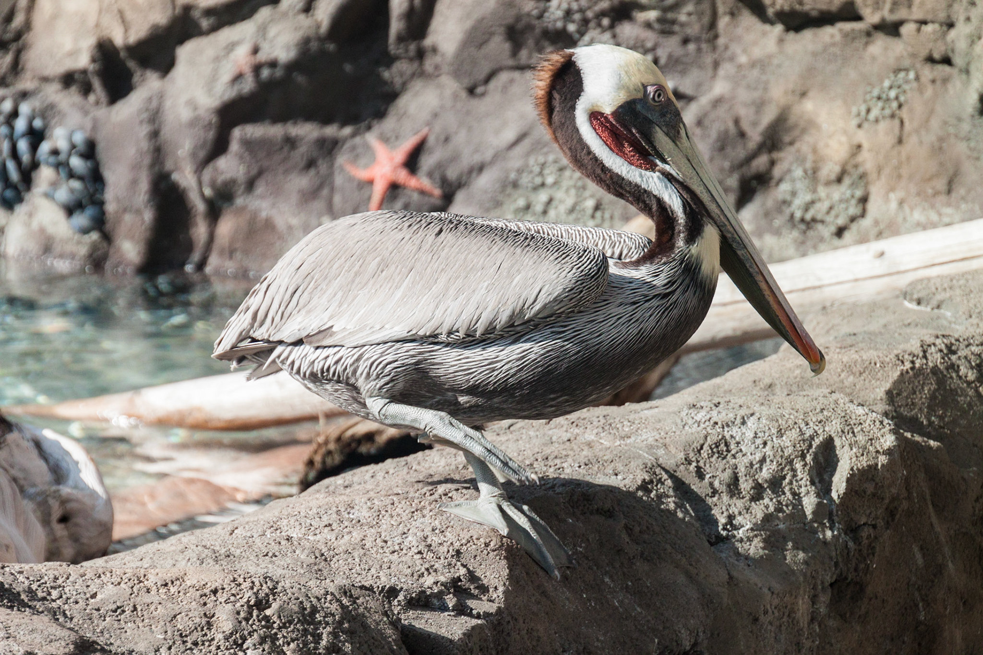Fresno Chaffee Zoo