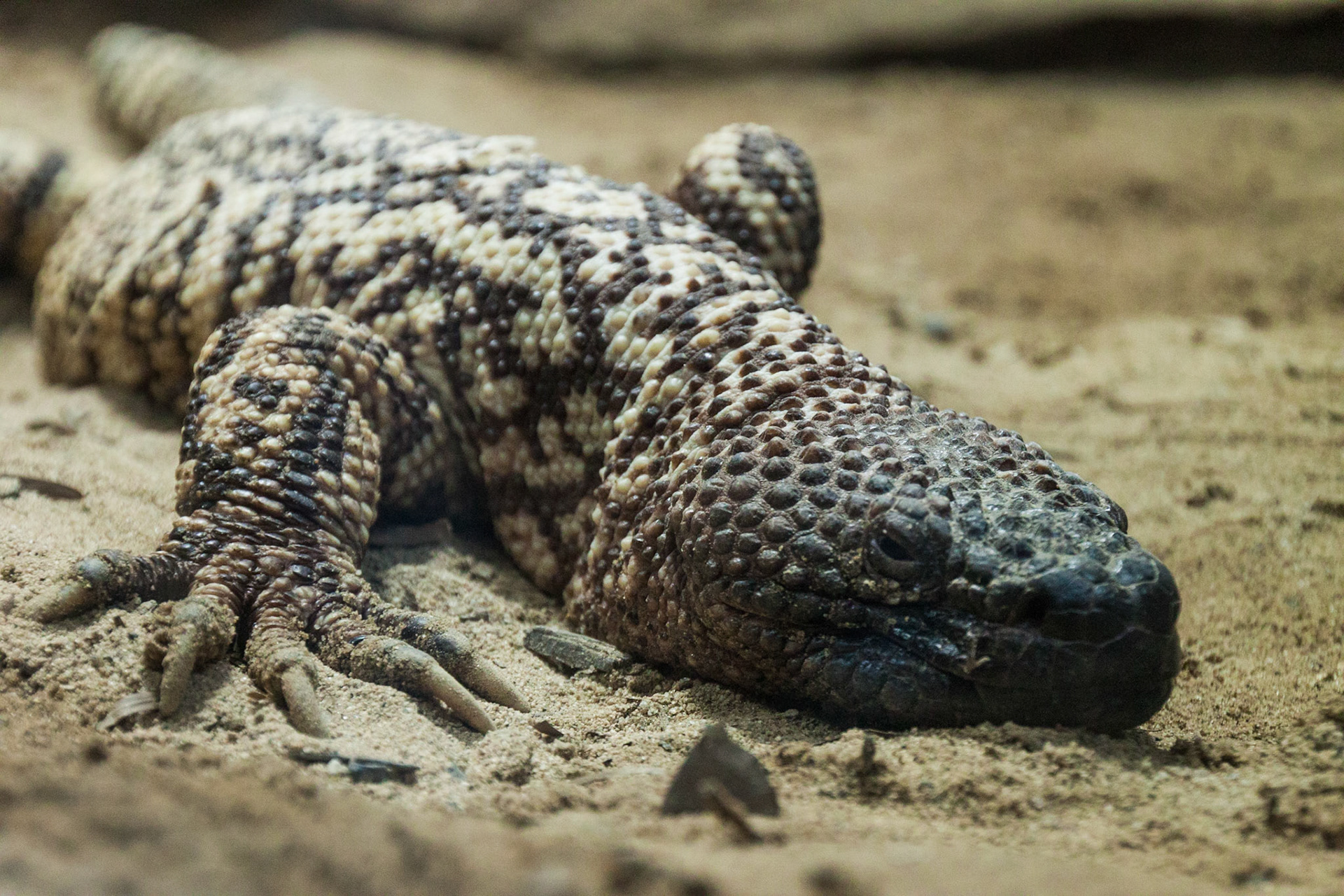 Fresno Chaffee Zoo
