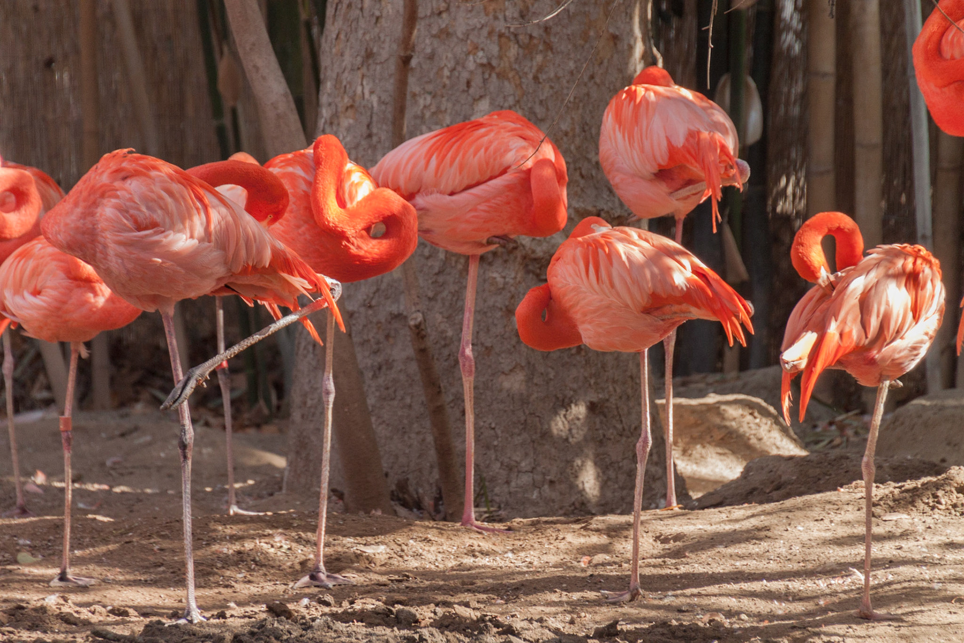Fresno Chaffee Zoo