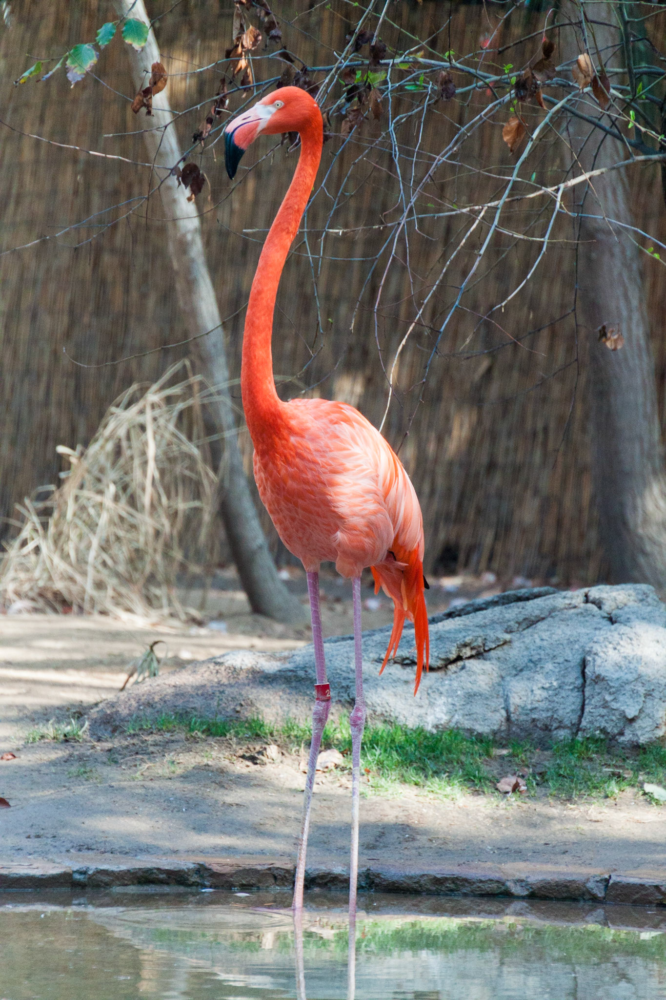 Fresno Chaffee Zoo