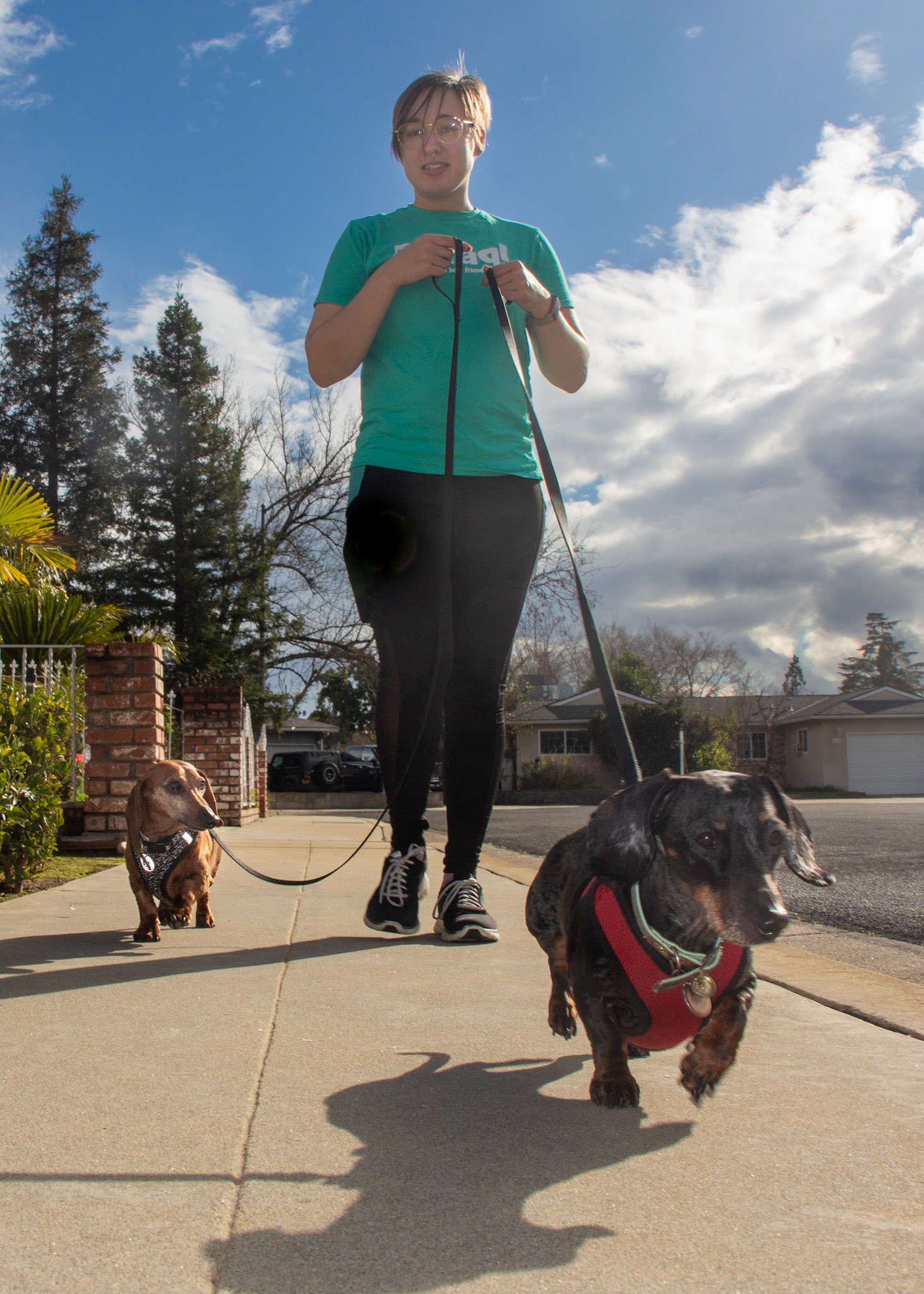 Dog walker Samantha Plummer takes advantage of a break in the storm to exercise dachshunds Mitzi and Rusty. The 21-year-old Clovis Community College student walks ten to fifteen dogs a day through popular dogwalking app Wag .