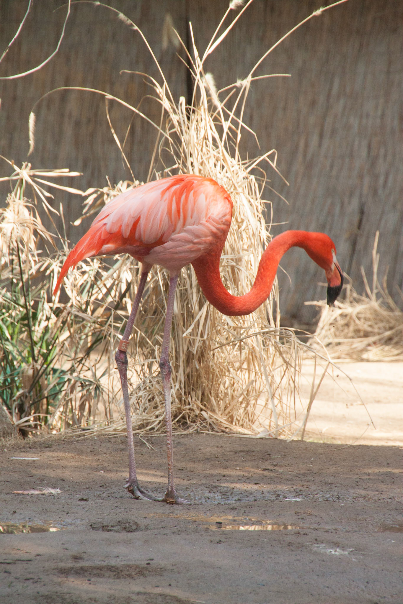 Fresno Chaffee Zoo