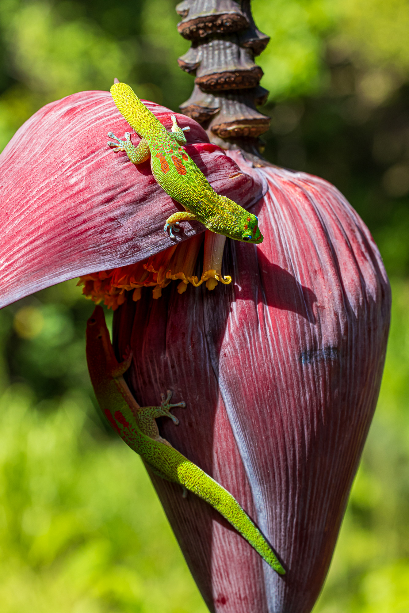 Waimea Botanical Garden. Honolulu, HI.